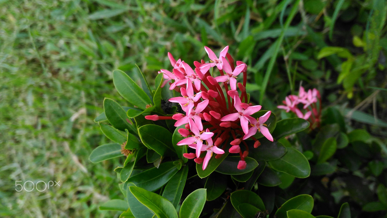 ASUS ZenFone 2 Laser (ZE550KL) sample photo. Beautiful flower photography