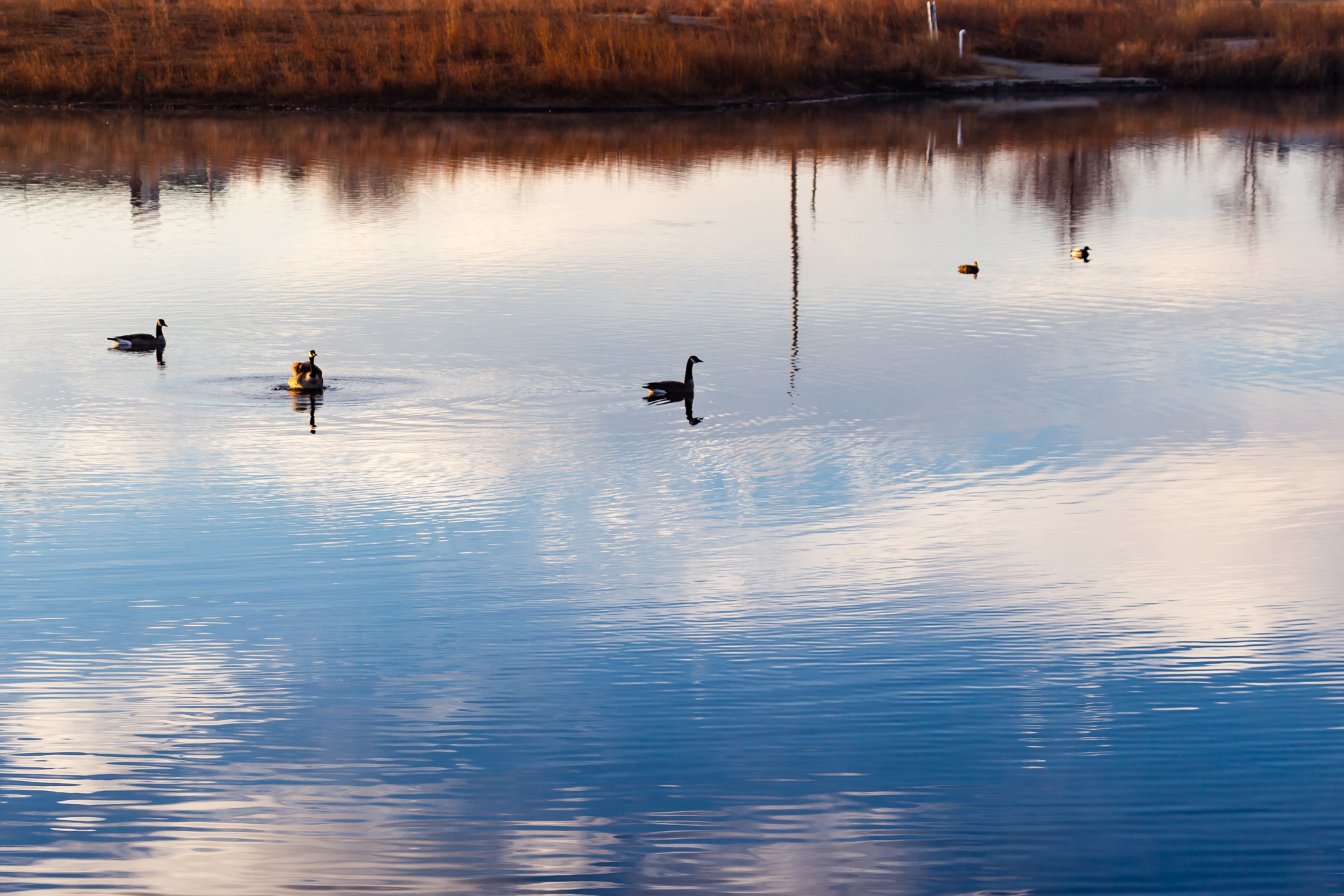 Canon EOS-1D Mark IV + Canon EF 28-300mm F3.5-5.6L IS USM sample photo. Sunrise at the pond photography