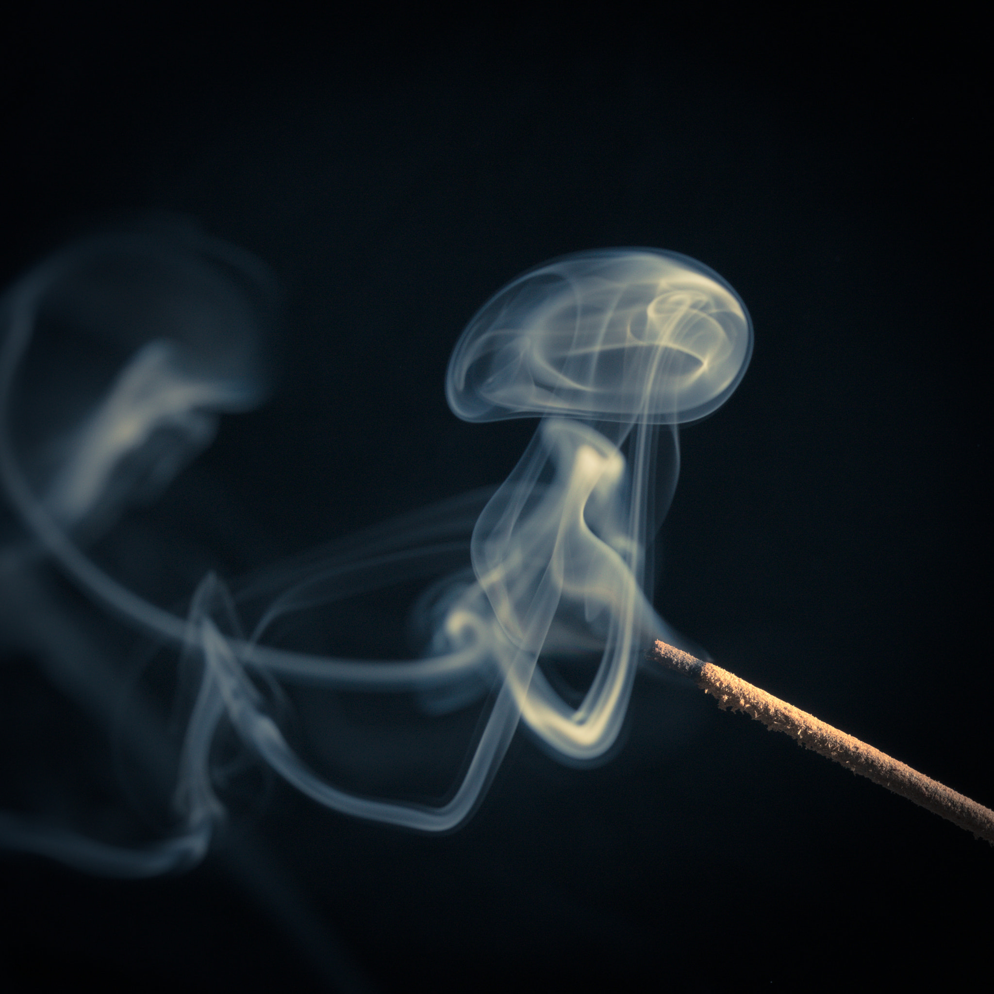 Sony a99 II + 105mm F2.8 sample photo. The jellyfish photography