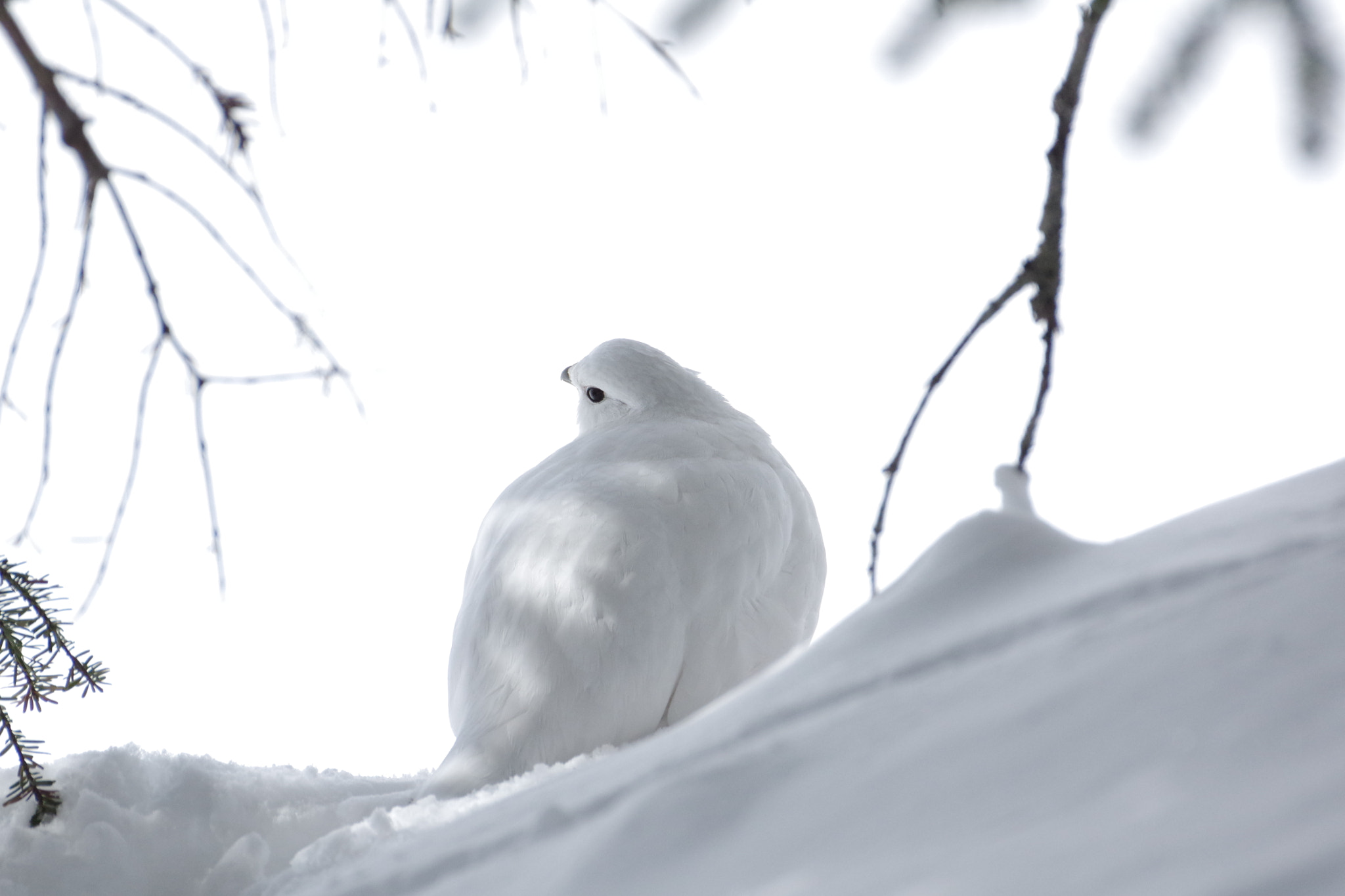 Pentax K-3 II sample photo. Japanese rock ptarmigan in winter photography