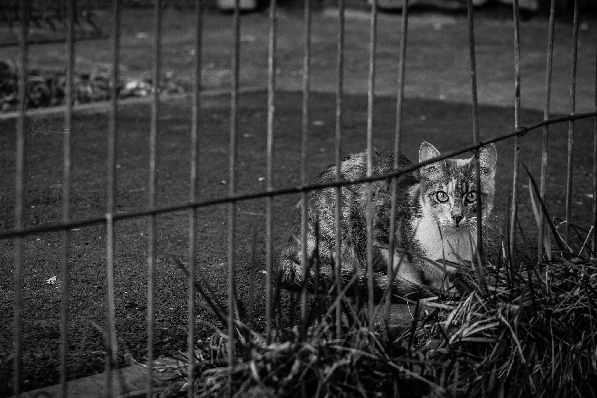 Canon EOS 550D (EOS Rebel T2i / EOS Kiss X4) + EF75-300mm f/4-5.6 sample photo. Cat in black&white photography