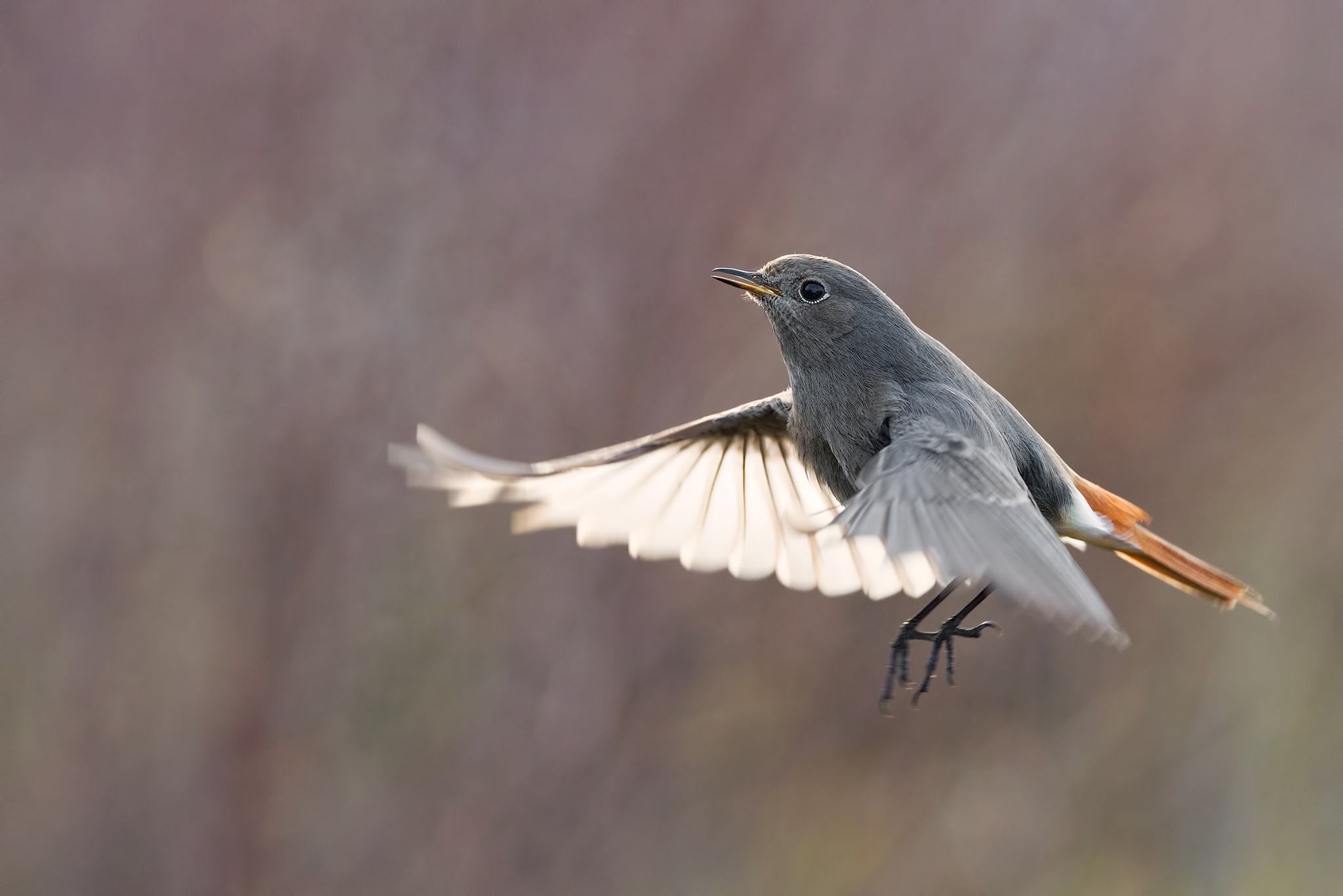 Sigma 150-600mm F5-6.3 DG OS HSM | S sample photo. Black redstart backlight fly photography