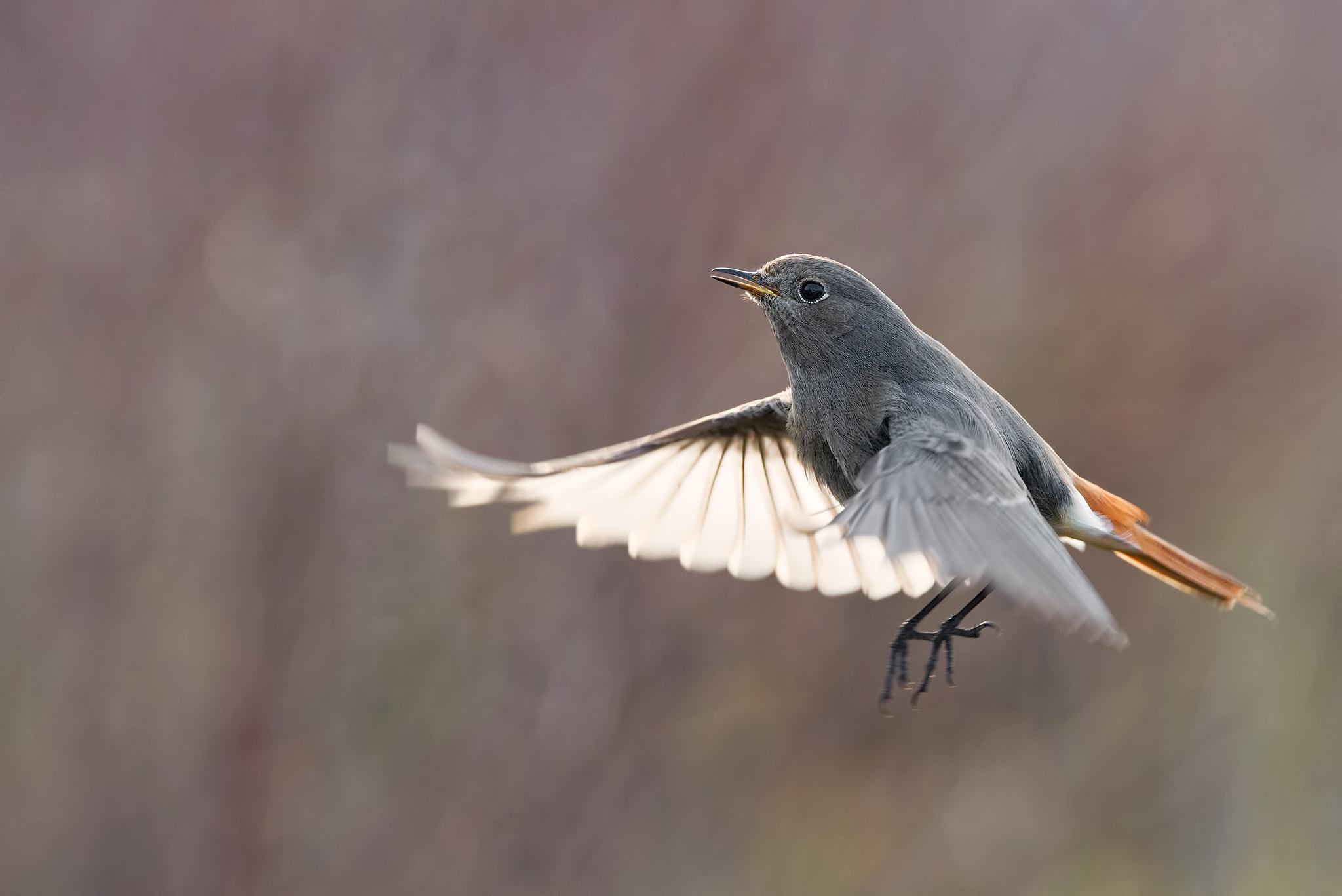 Nikon D810 sample photo. Black redstart backlight fly photography