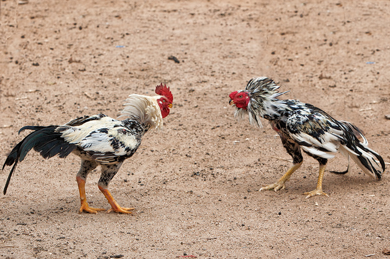 Canon EF 70-200mm F2.8L IS USM sample photo. This is cock photography