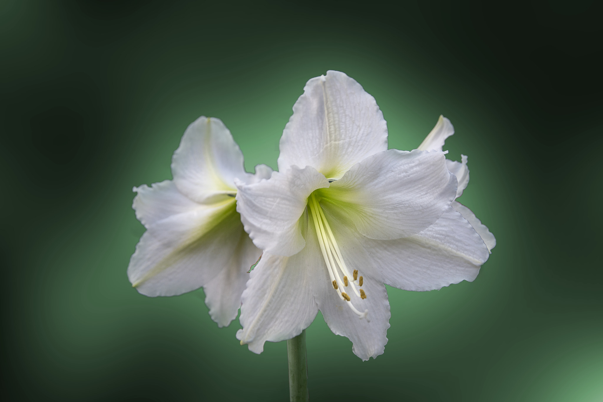 AF Zoom-Nikkor 28-105mm f/3.5-4.5D IF sample photo. Every flower is a soul photography