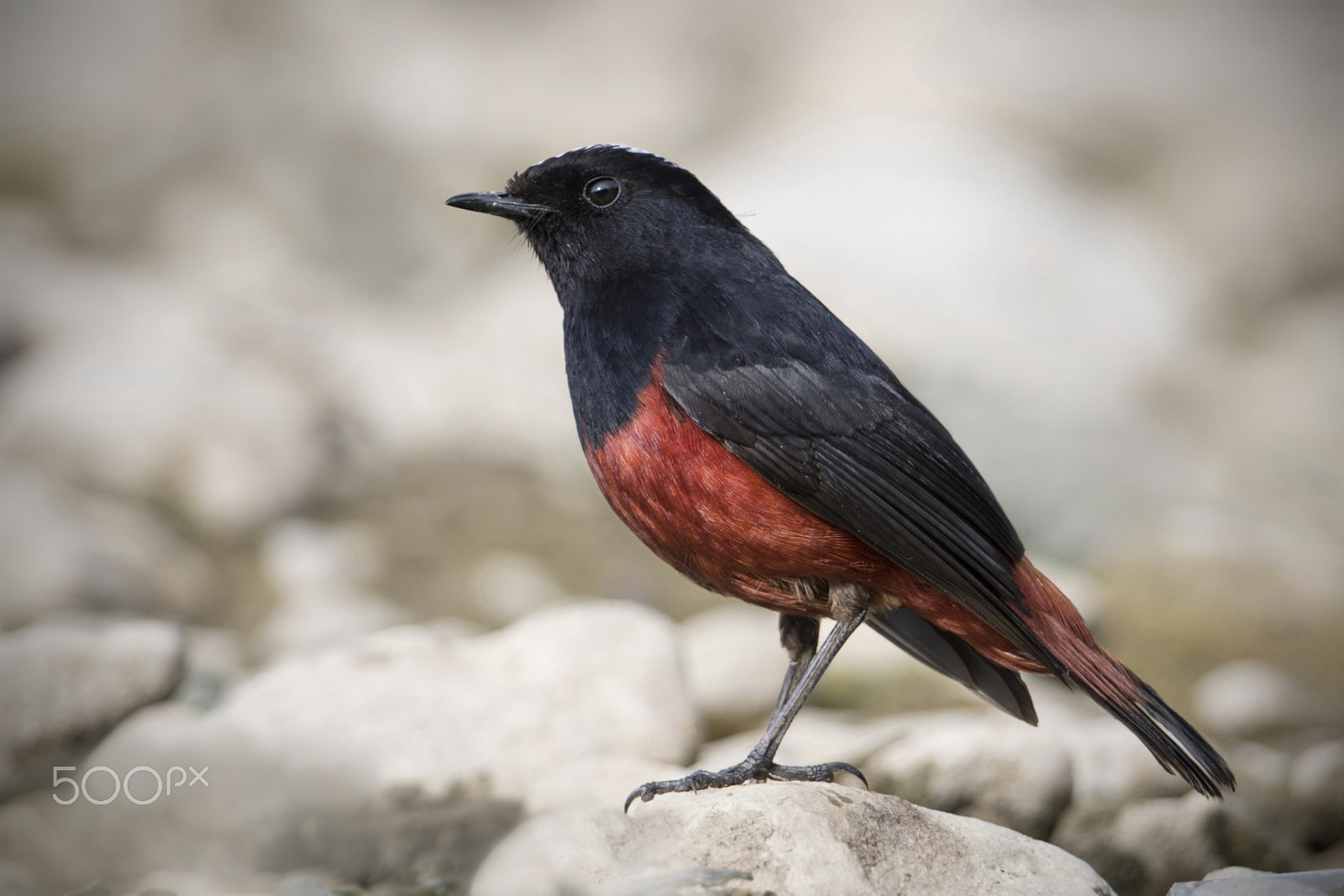 Nikon D500 sample photo. Wonders of nature: white capped water redstart photography