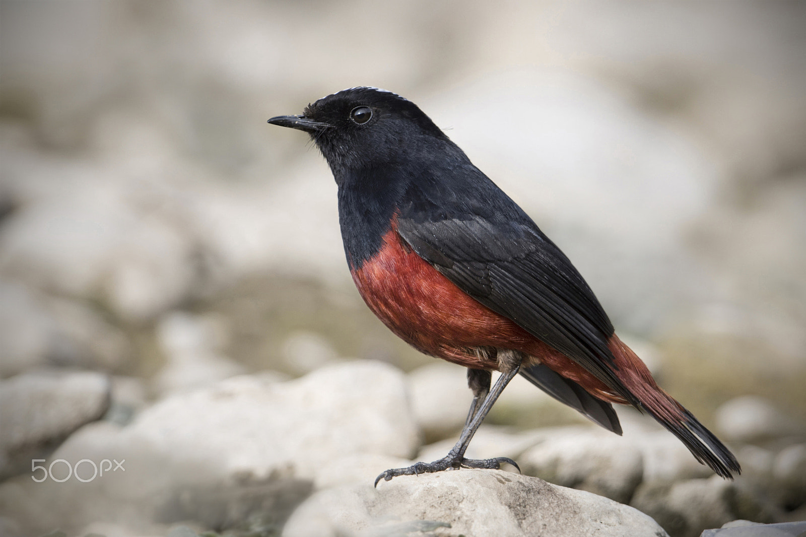 Nikon D500 + Nikon AF-S Nikkor 600mm F4G ED VR sample photo. Wonders of nature: white capped water redstart photography