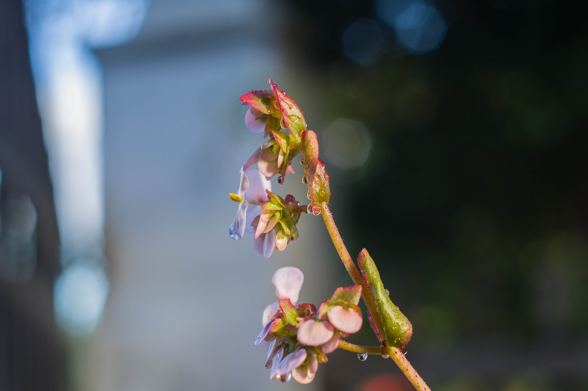 Sony SLT-A58 + Minolta AF 50mm F1.7 sample photo. 32572222871.jpg photography