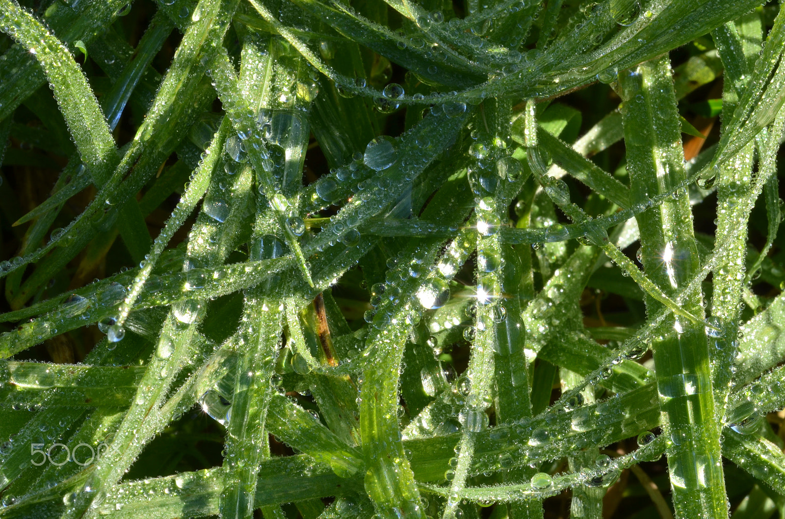 Nikon D5100 + Nikon AF Micro-Nikkor 60mm F2.8D sample photo. Morning dew on the grass photography