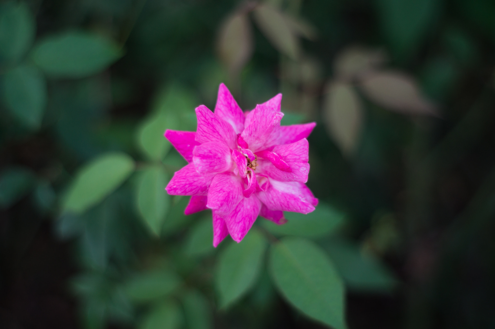 Sony SLT-A58 + Minolta AF 50mm F1.7 sample photo. 31436392603.jpg photography
