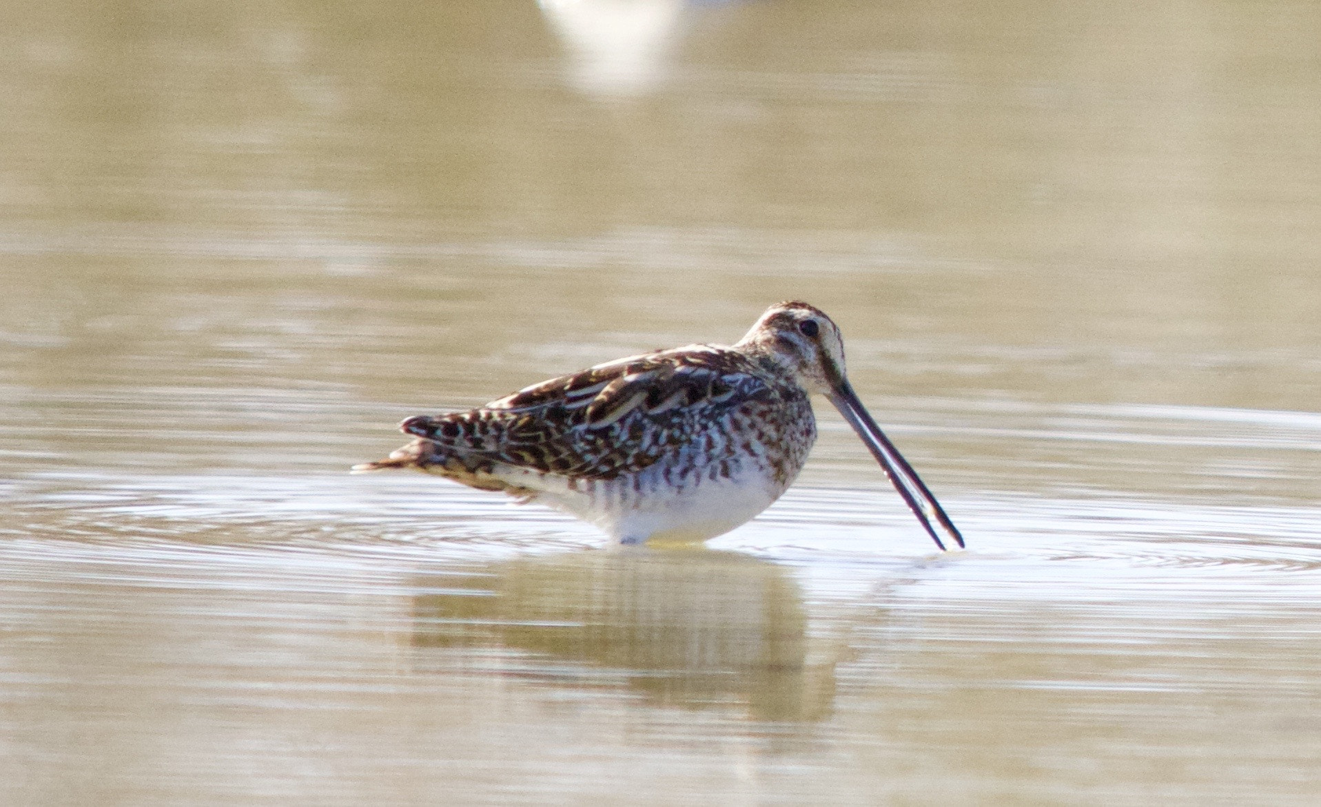 Sigma 150-500mm F5-6.3 DG OS HSM sample photo