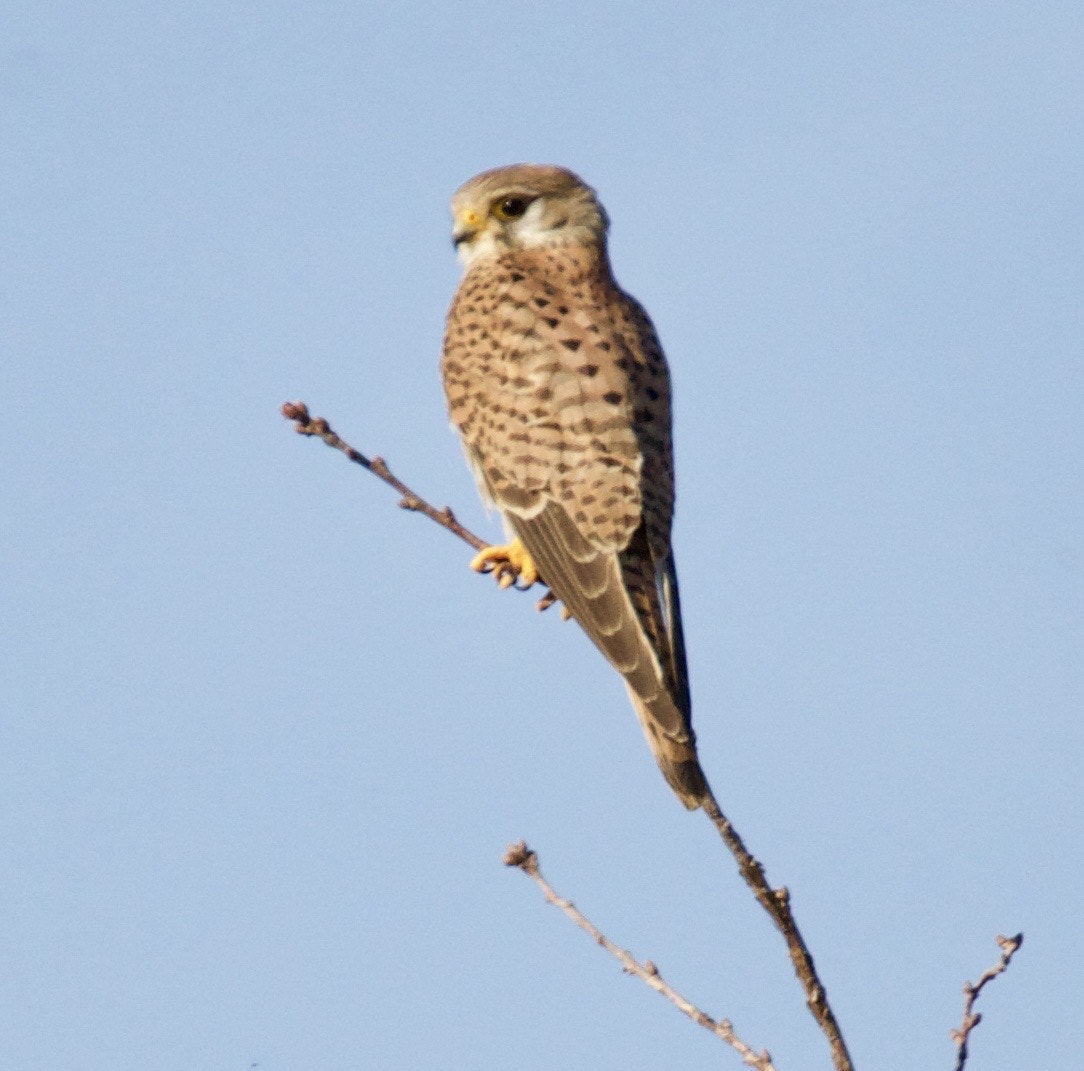 Sigma 150-500mm F5-6.3 DG OS HSM sample photo