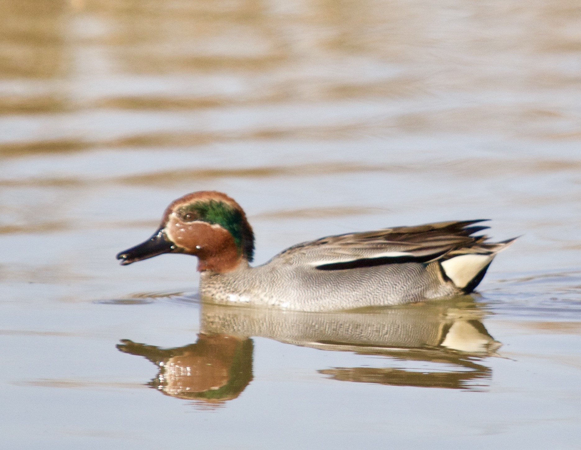 Sigma 150-500mm F5-6.3 DG OS HSM sample photo