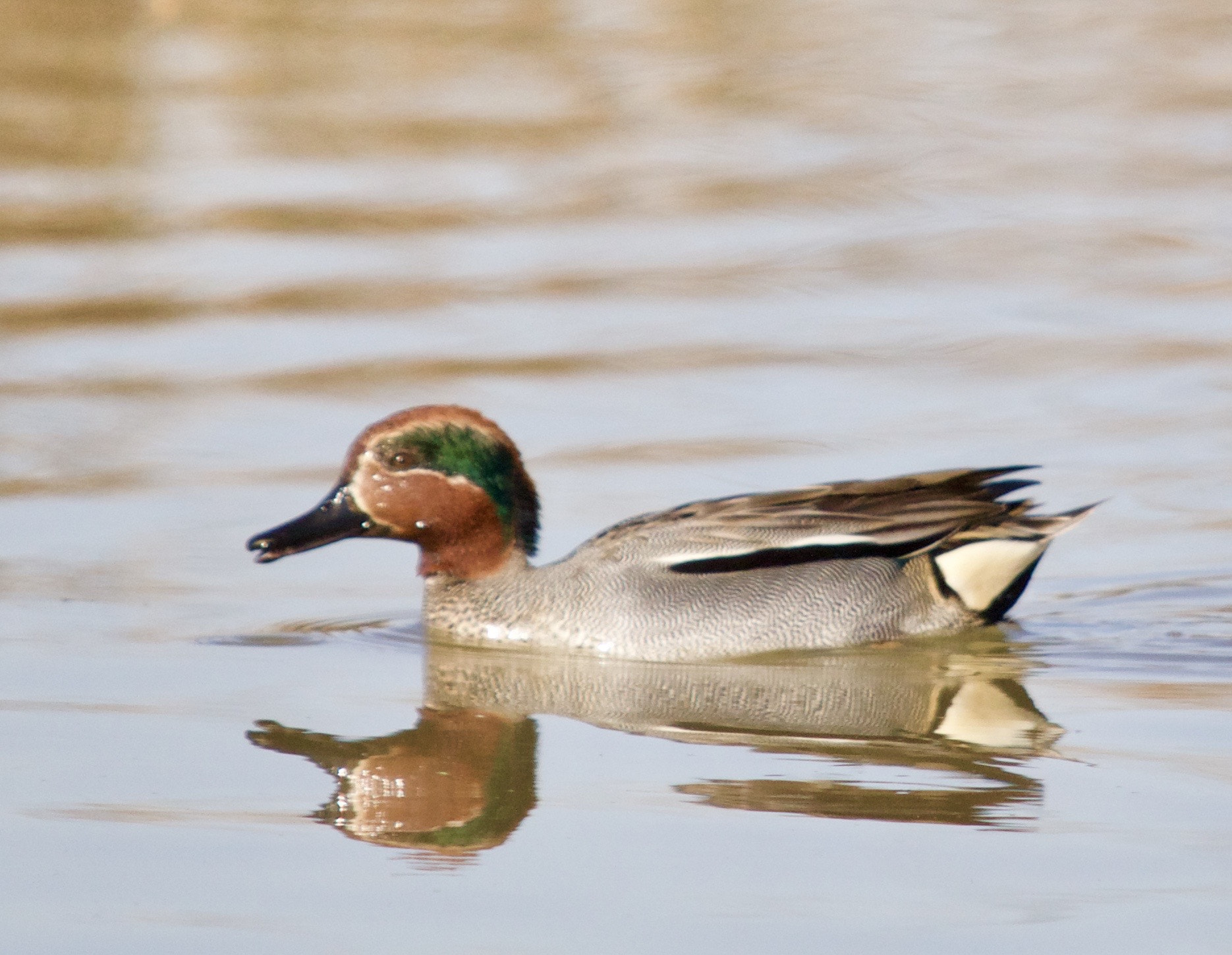 Canon EOS 70D + Sigma 150-500mm F5-6.3 DG OS HSM sample photo