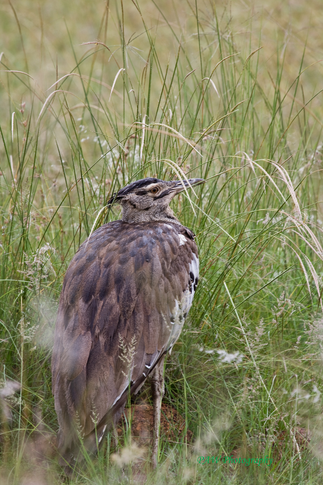 Canon EF 100-400mm F4.5-5.6L IS USM sample photo. Kori bustard photography