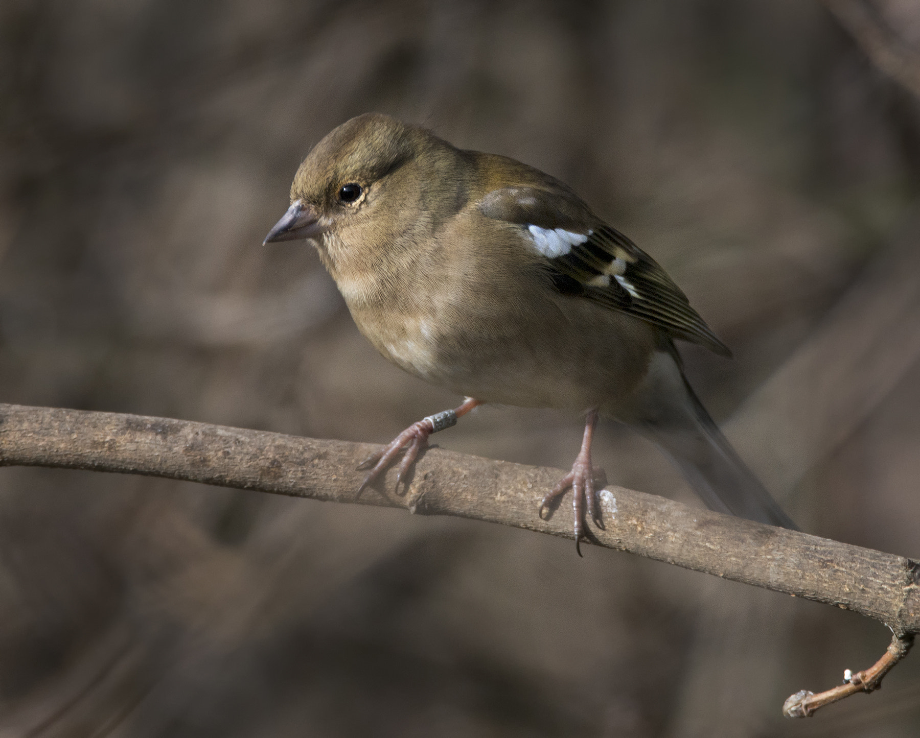 Sigma 150-600mm F5-6.3 DG OS HSM | C sample photo. Female chaffinch photography
