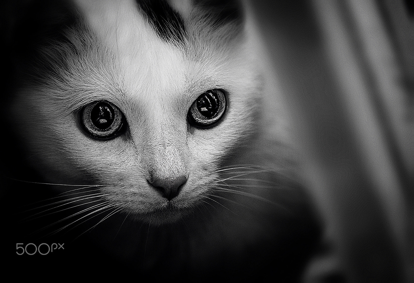 Canon EOS 600D (Rebel EOS T3i / EOS Kiss X5) + Canon EF 70-200mm F4L USM sample photo. Охота photography