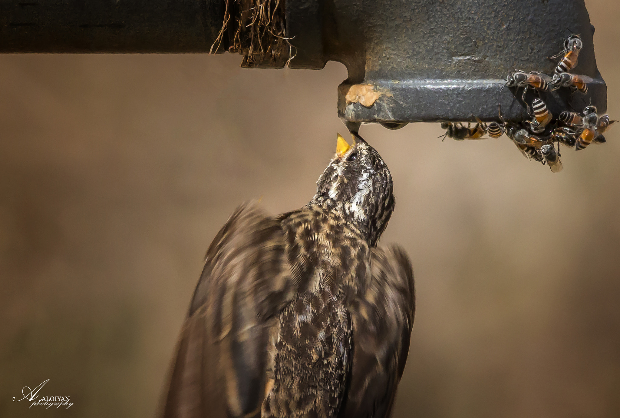 Sigma 150-500mm F5-6.3 DG OS HSM sample photo. Bunting rock photography