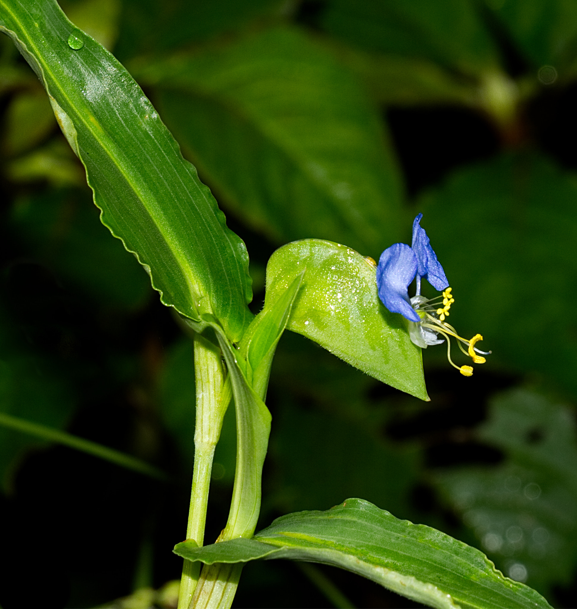 18.0 - 135.0 mm sample photo. The plant photography