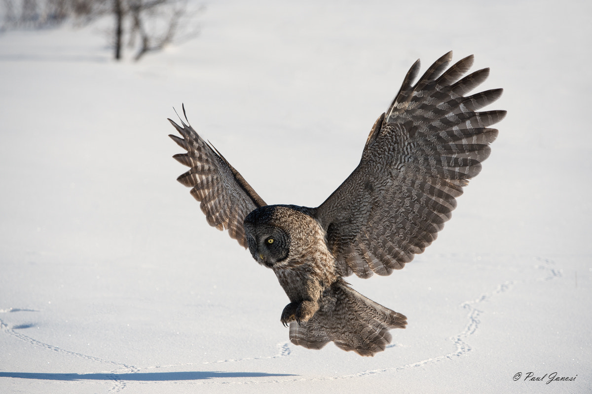 Nikon D4 + Nikon AF-S Nikkor 200-400mm F4G ED-IF VR sample photo. Great gray owl photography