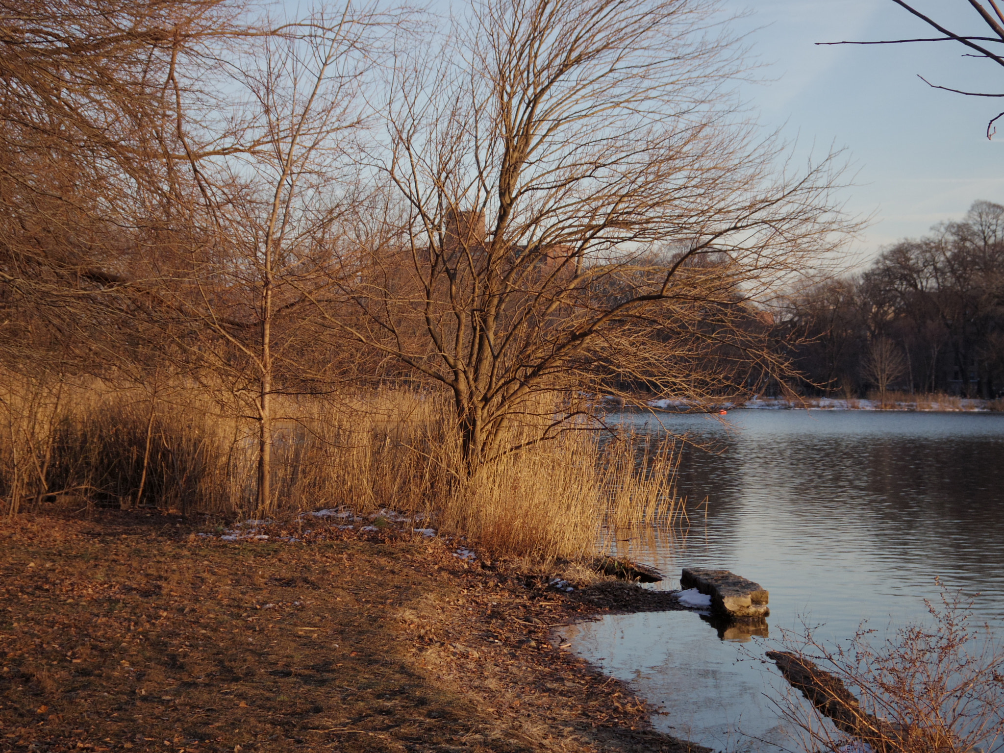 Pentax Q-S1 sample photo. Winter reeds photography