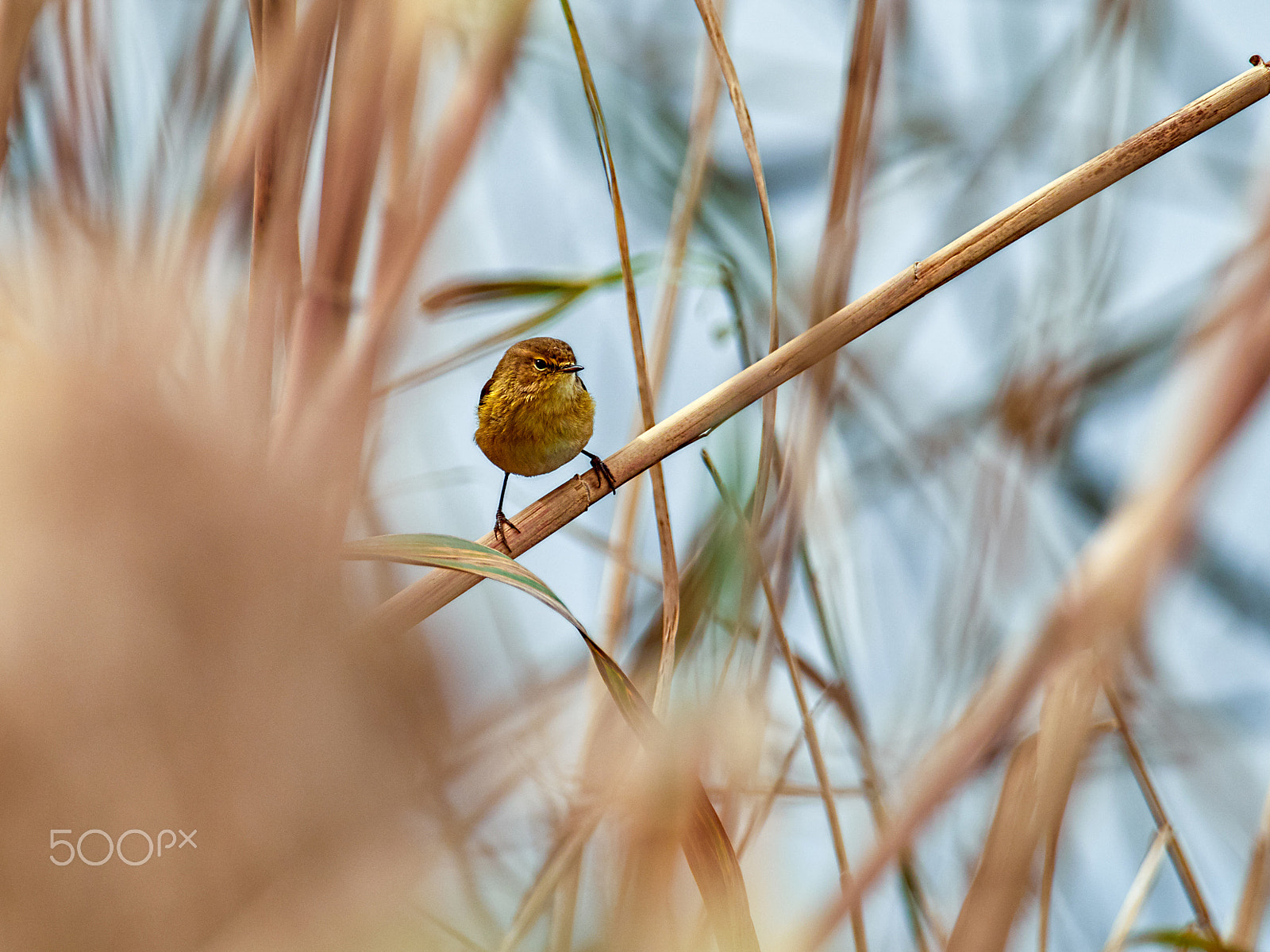 M.300mm F4.0 + MC-14 sample photo. Phylloscopus collybita photography