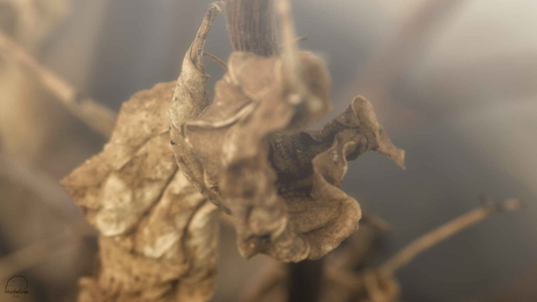 Sigma 105mm F2.8 EX DG OS HSM sample photo. Feuilles mortes photography