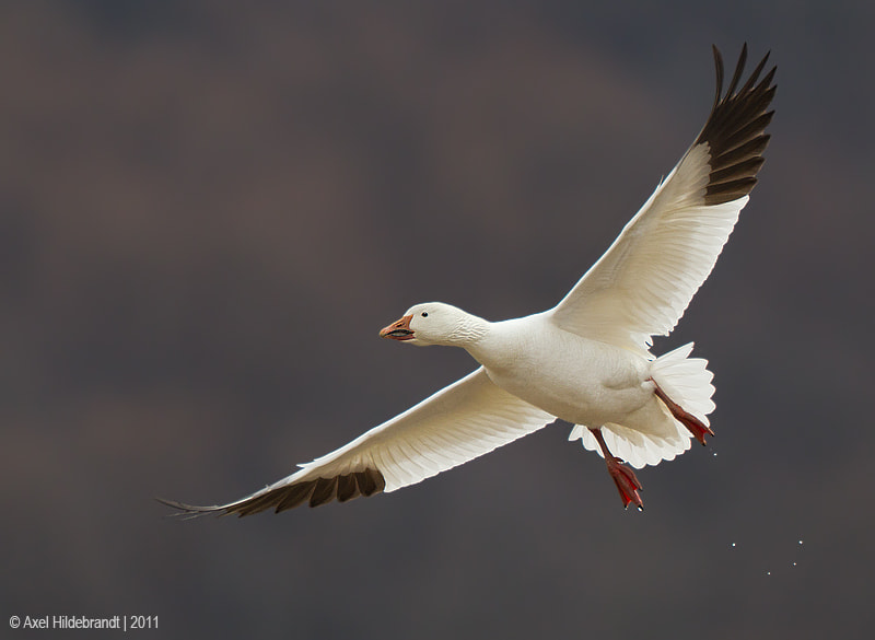 Canon EF 500mm F4L IS USM sample photo. Snow goose photography