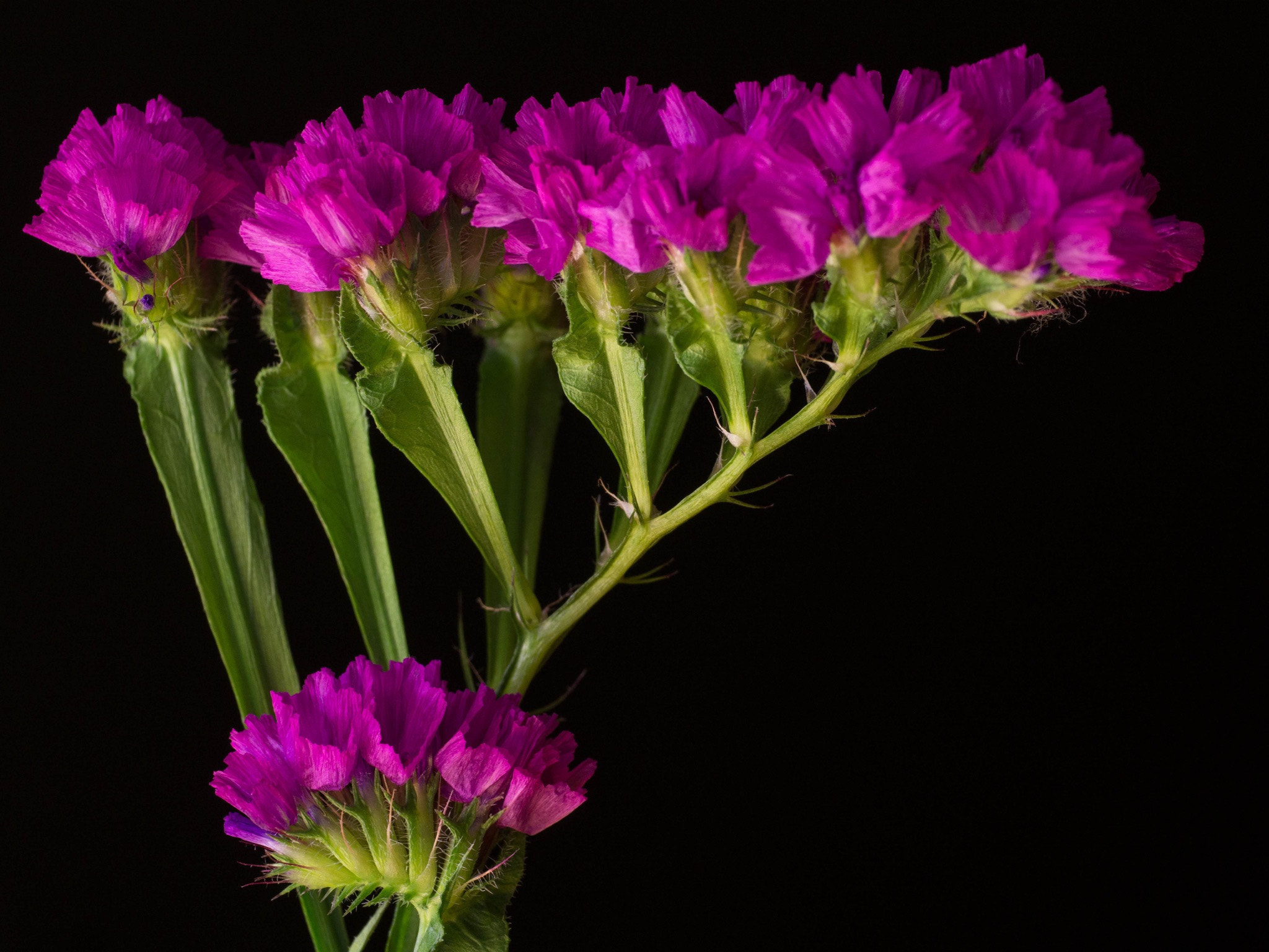 Panasonic Leica DG Macro-Elmarit 45mm F2.8 ASPH OIS sample photo