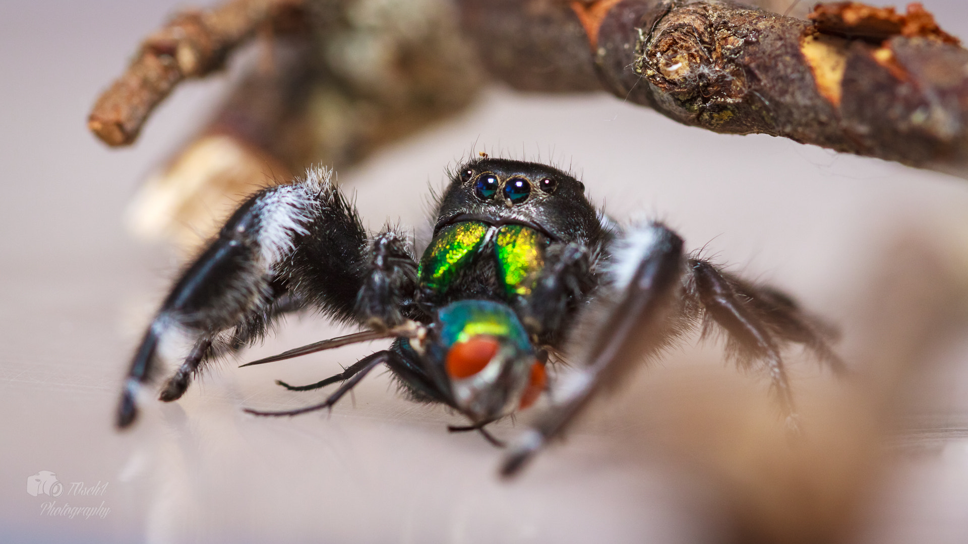 Canon EF 100mm F2.8 Macro USM sample photo. Fridolin photography