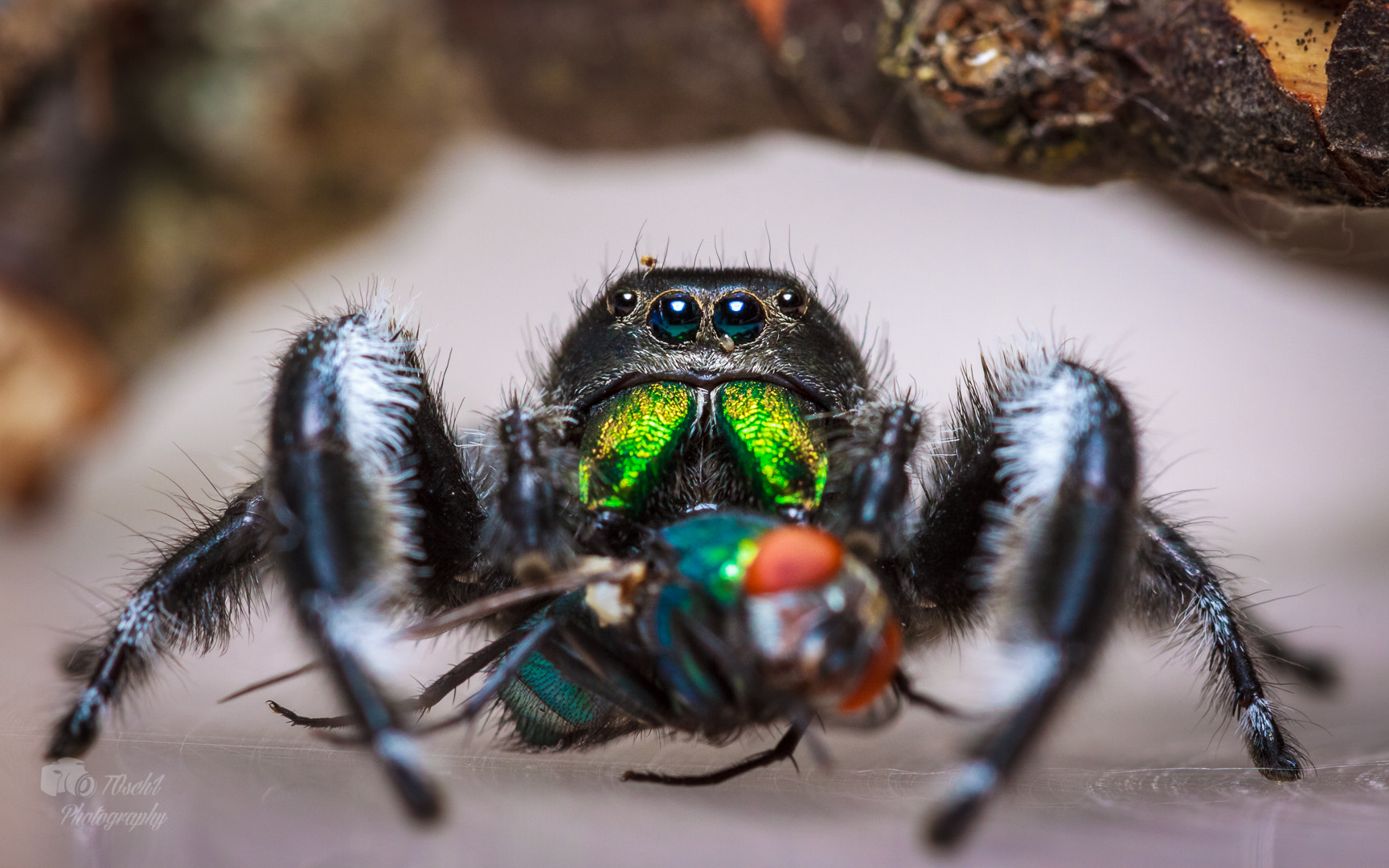 Canon EF 100mm F2.8 Macro USM sample photo. Fridolin photography