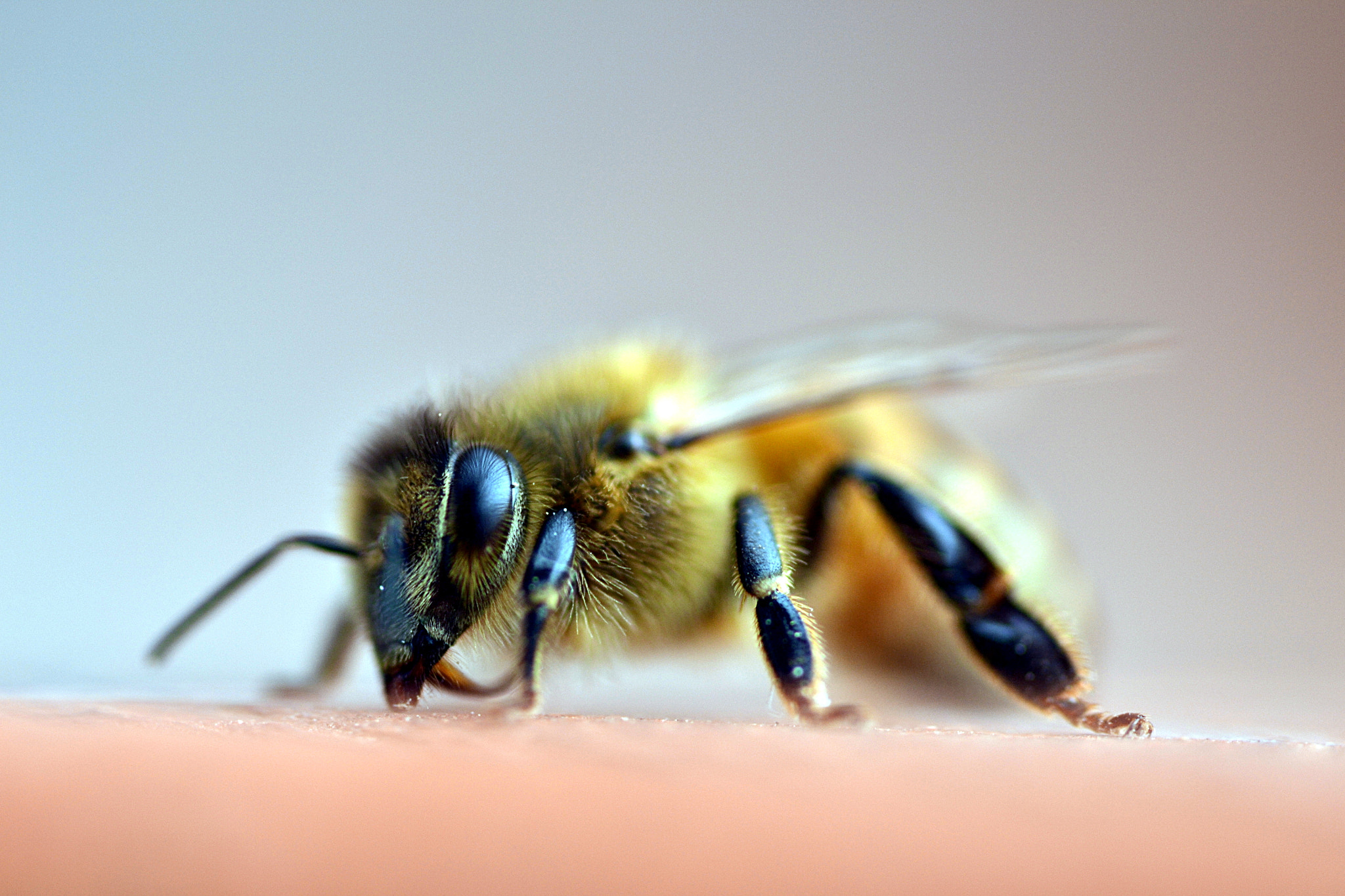 Sigma 105mm F2.8 EX DG OS HSM sample photo. Bee photography