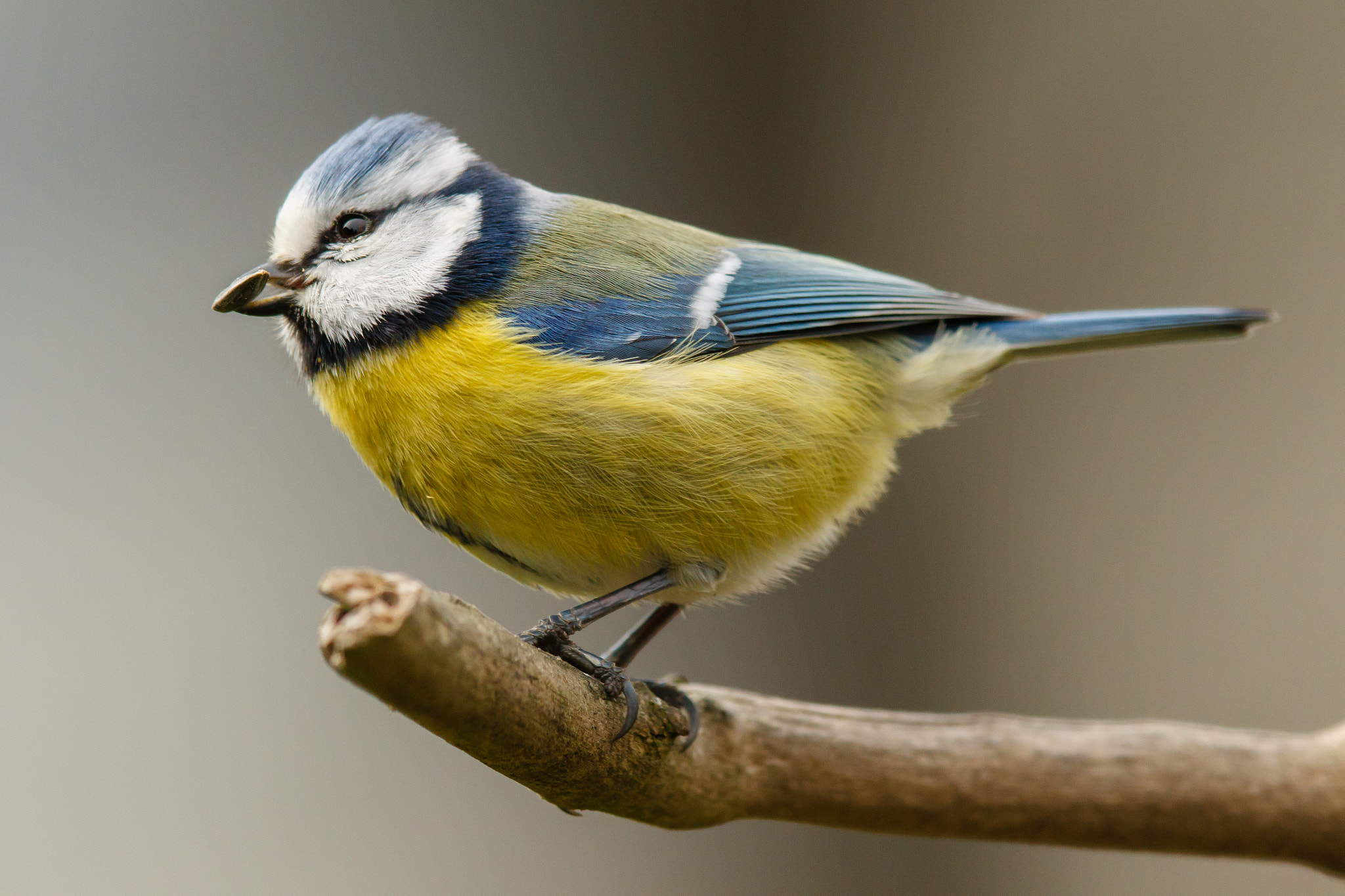 Canon EF 600mm F4L IS II USM sample photo. Blue tit sitting on a branch photography