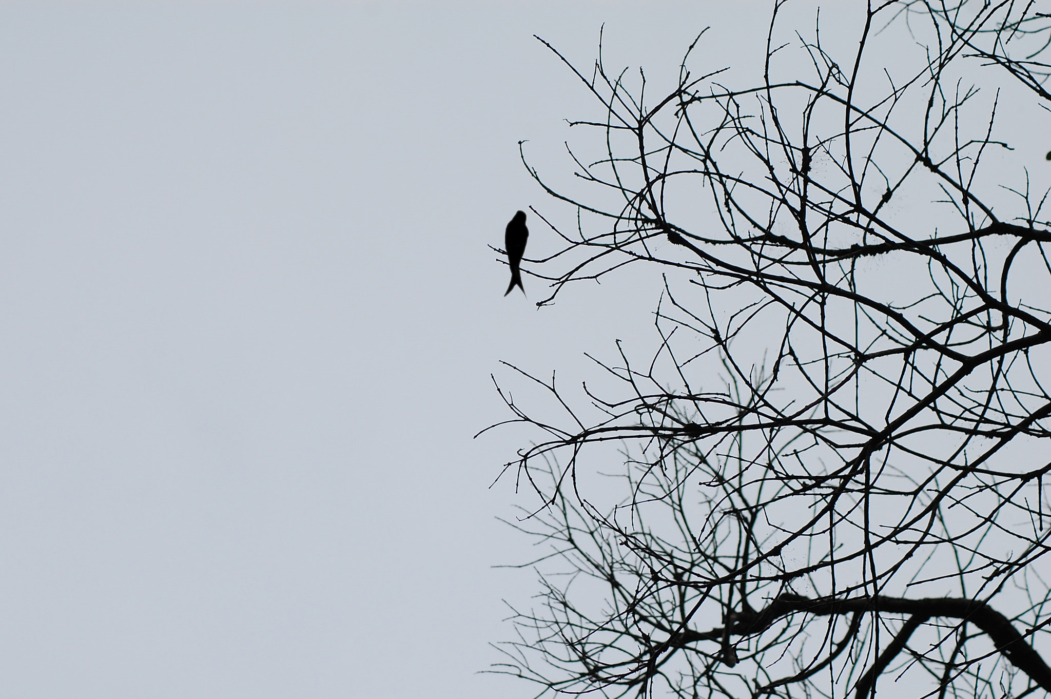 Nikon D40 sample photo. Alone photography