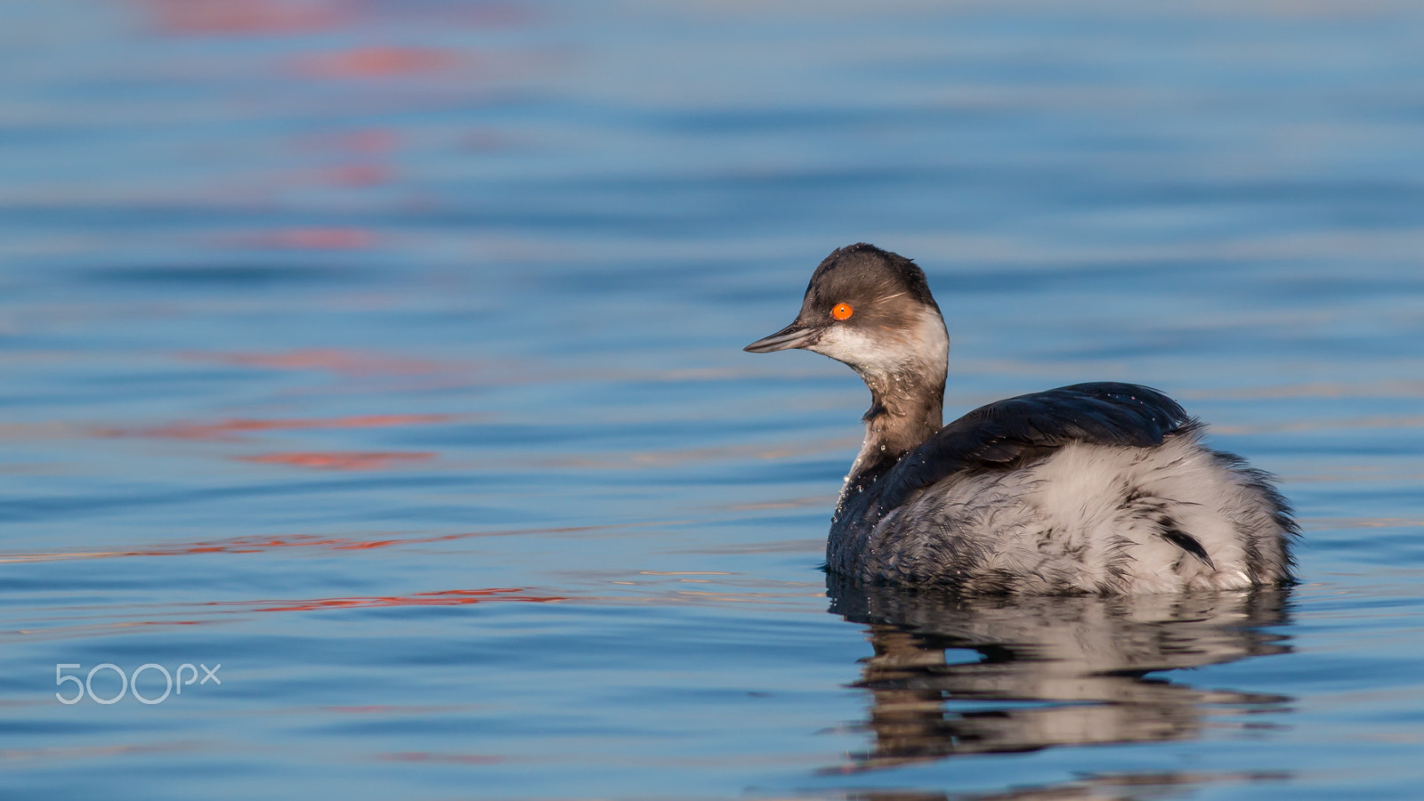 Canon EOS 70D + Canon EF 400mm F5.6L USM sample photo. Img photography