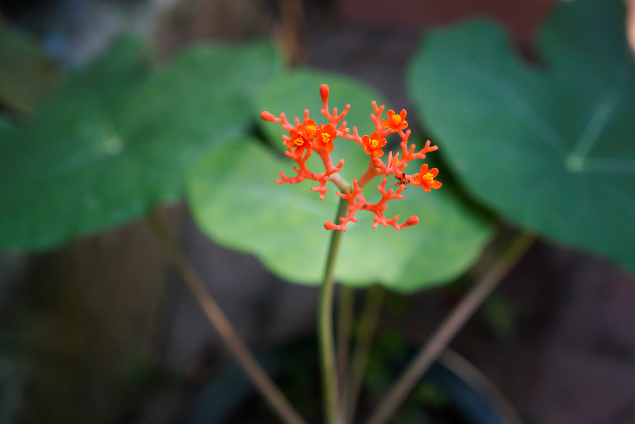 Sony FE 28mm F2 sample photo. Flowers photography