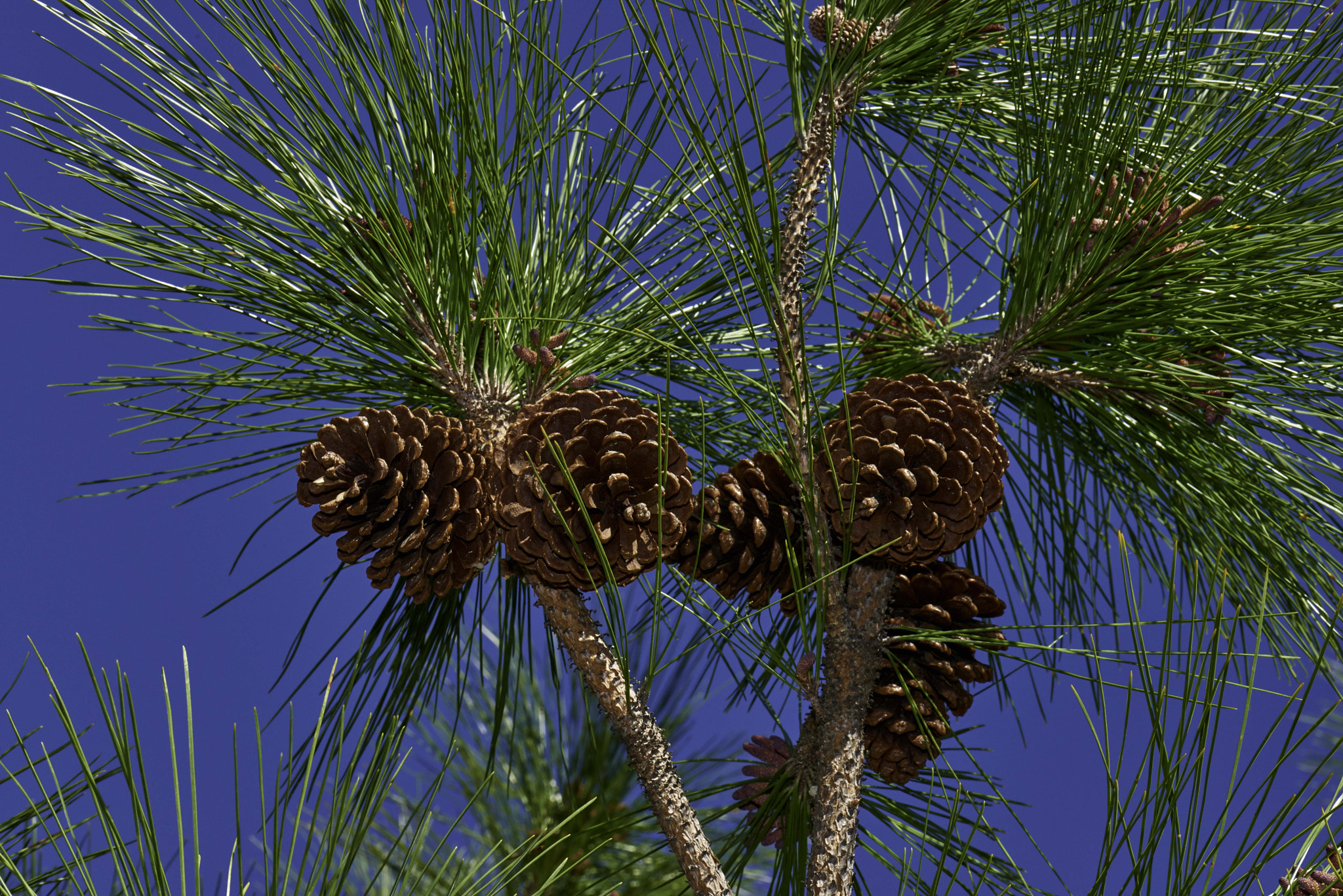 Nikon D800 + Nikon AF-S Micro-Nikkor 105mm F2.8G IF-ED VR sample photo. Spring is here.... pine cones photography