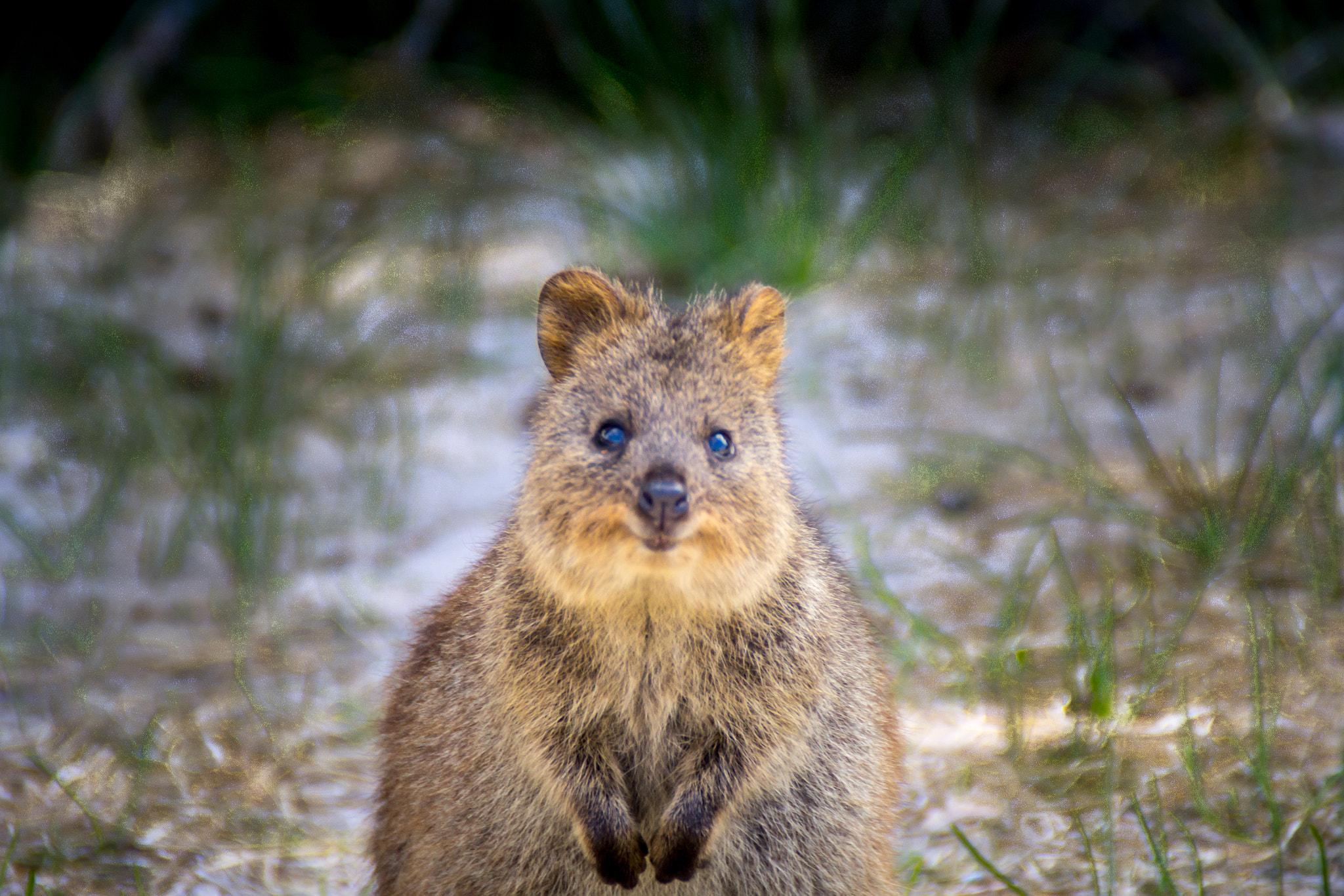 Canon EOS 1200D (EOS Rebel T5 / EOS Kiss X70 / EOS Hi) sample photo. Quokka photography