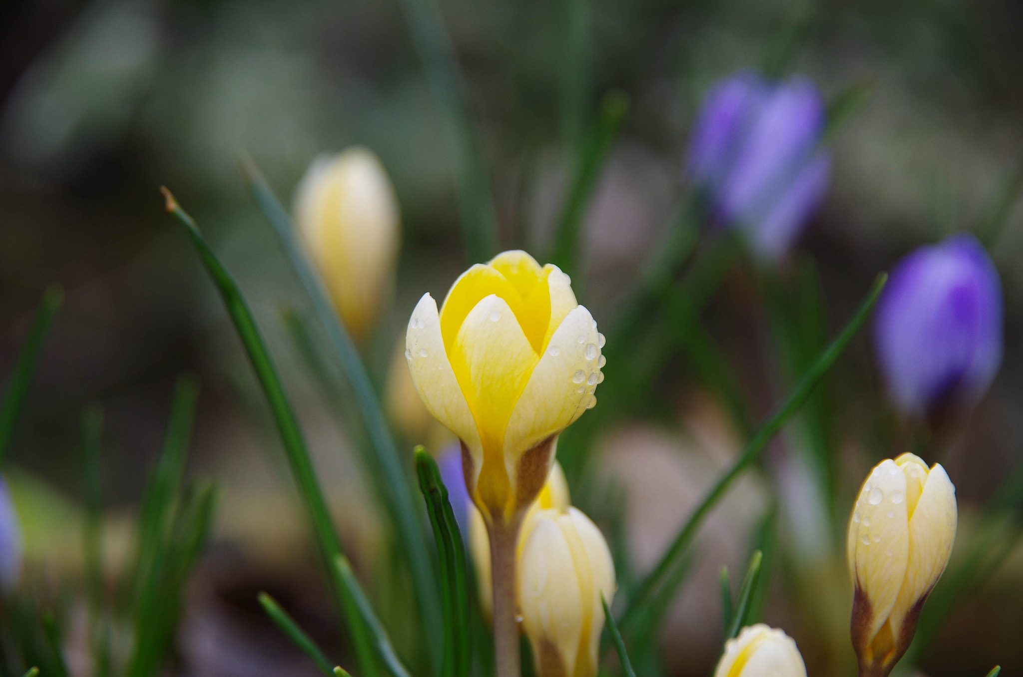 Pentax K-30 sample photo. Early crocus photography