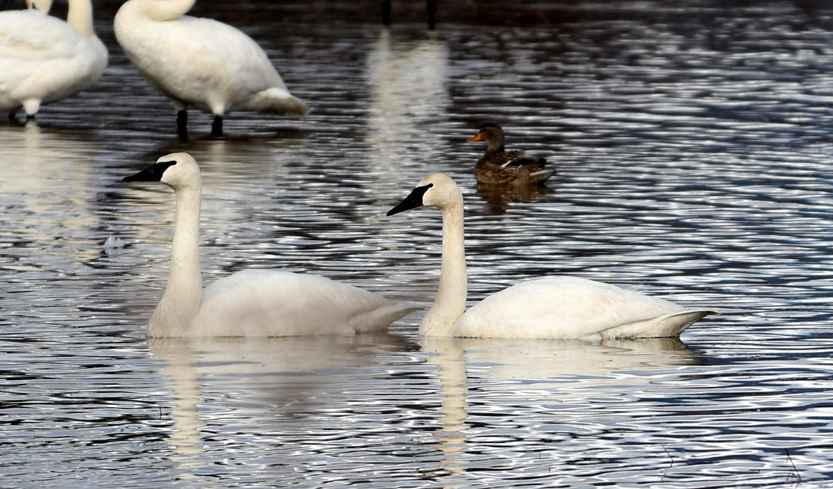 Nikon AF-S Nikkor 70-200mm F4G ED VR sample photo. Swans photography