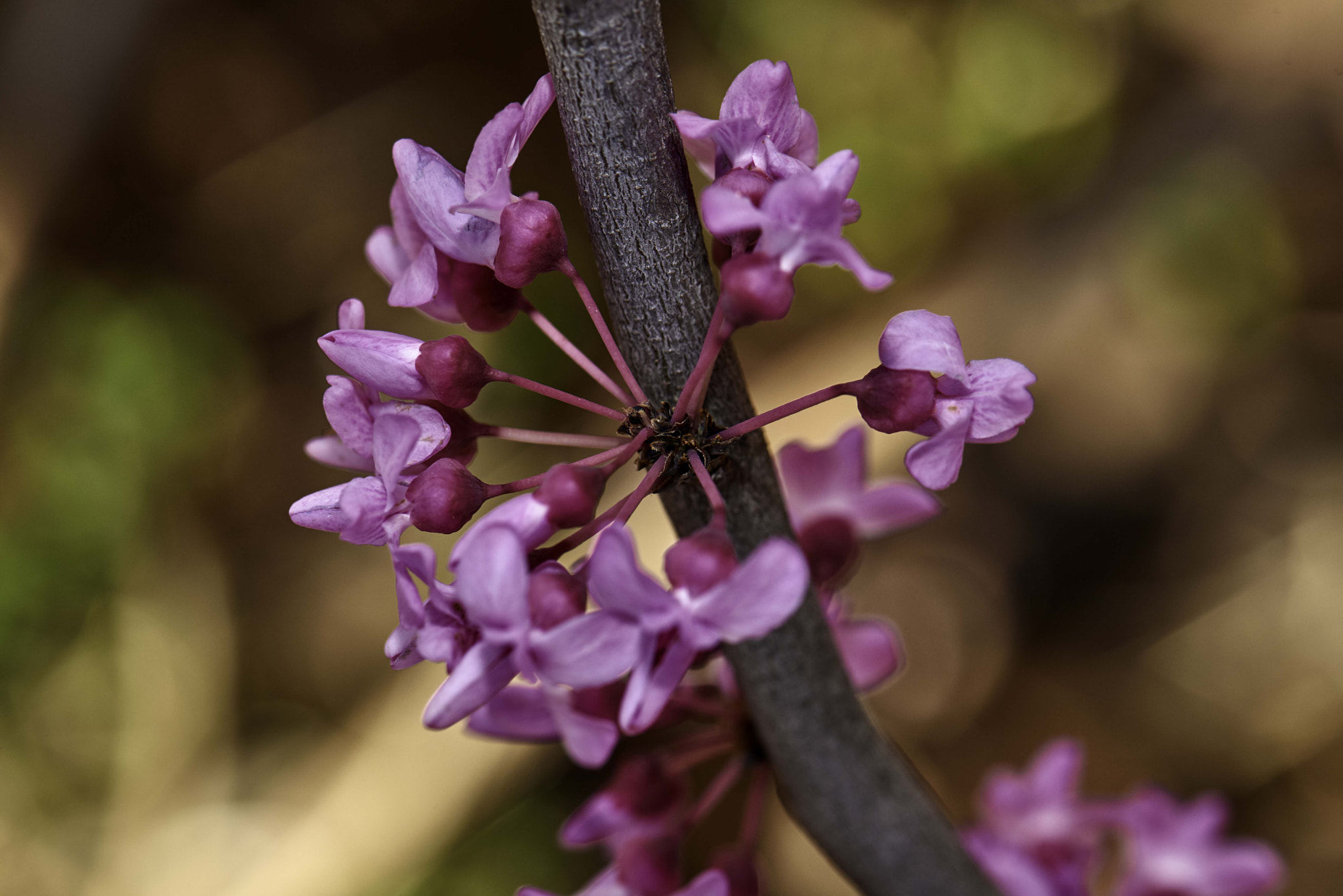 Nikon D800 sample photo. Spring is here photography