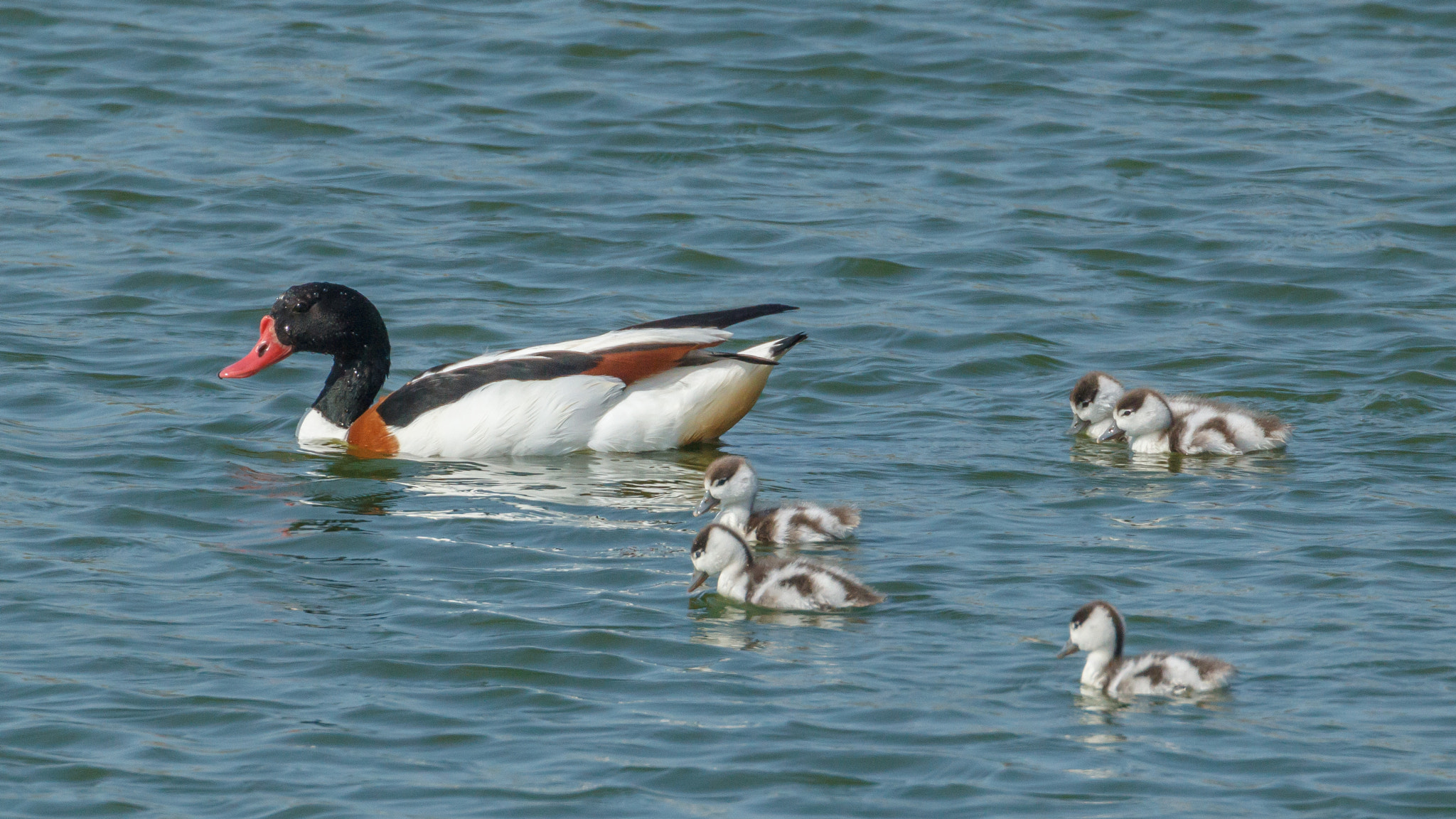 Canon EOS-1D Mark IV + Canon EF 500mm F4L IS USM sample photo. Common shelduck with youngsters photography