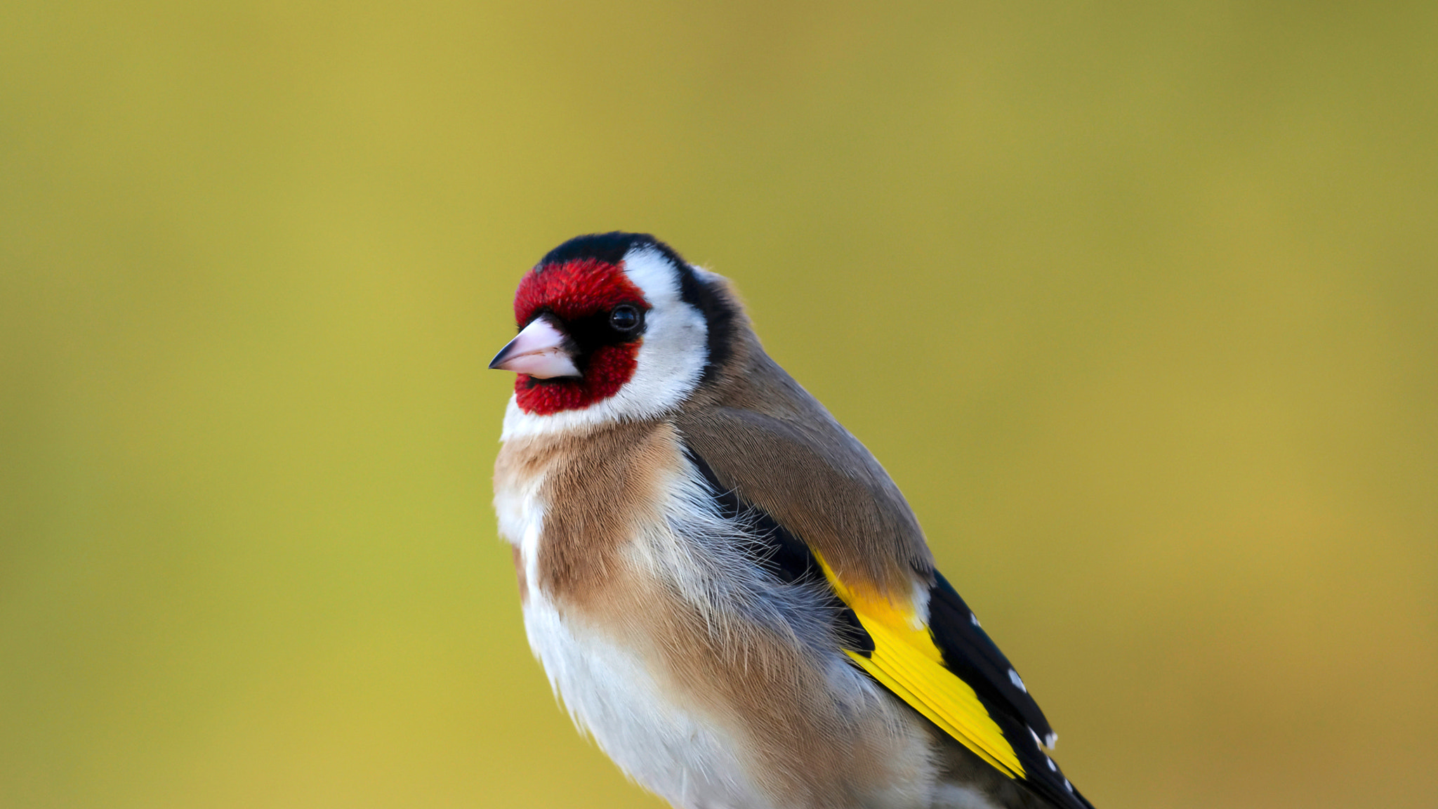 Nikon D800 sample photo. The goldfinch photography