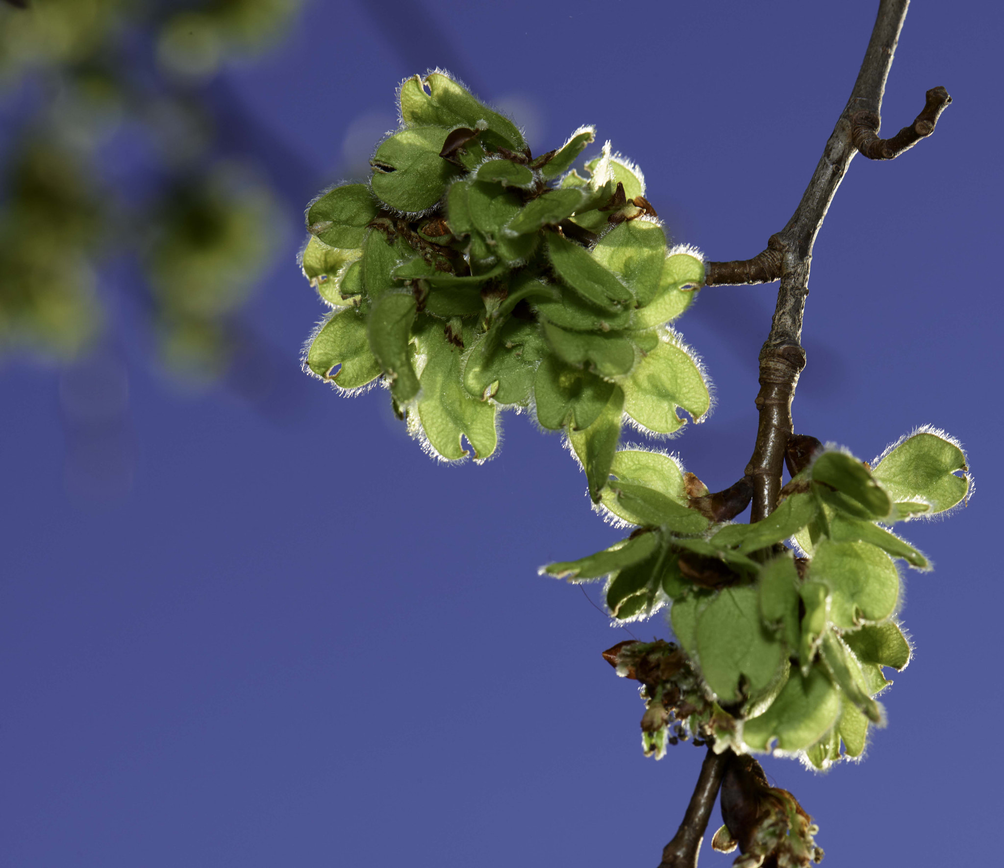 Nikon D800 sample photo. Spring is here....green shoots photography