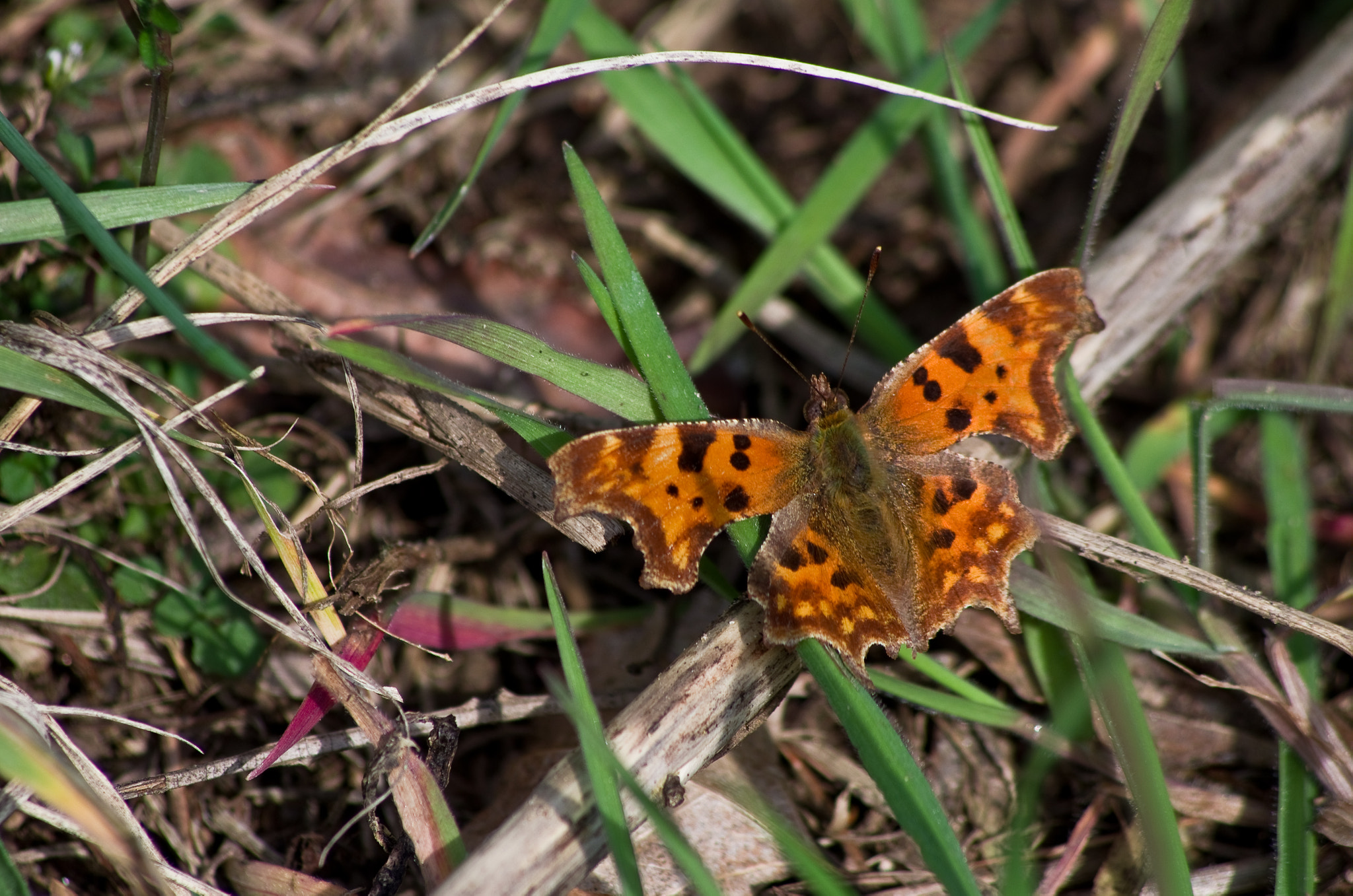 HD Pentax DA 55-300mm F4.0-5.8 ED WR sample photo. Papillon polygonia (robert-le-diable) photography