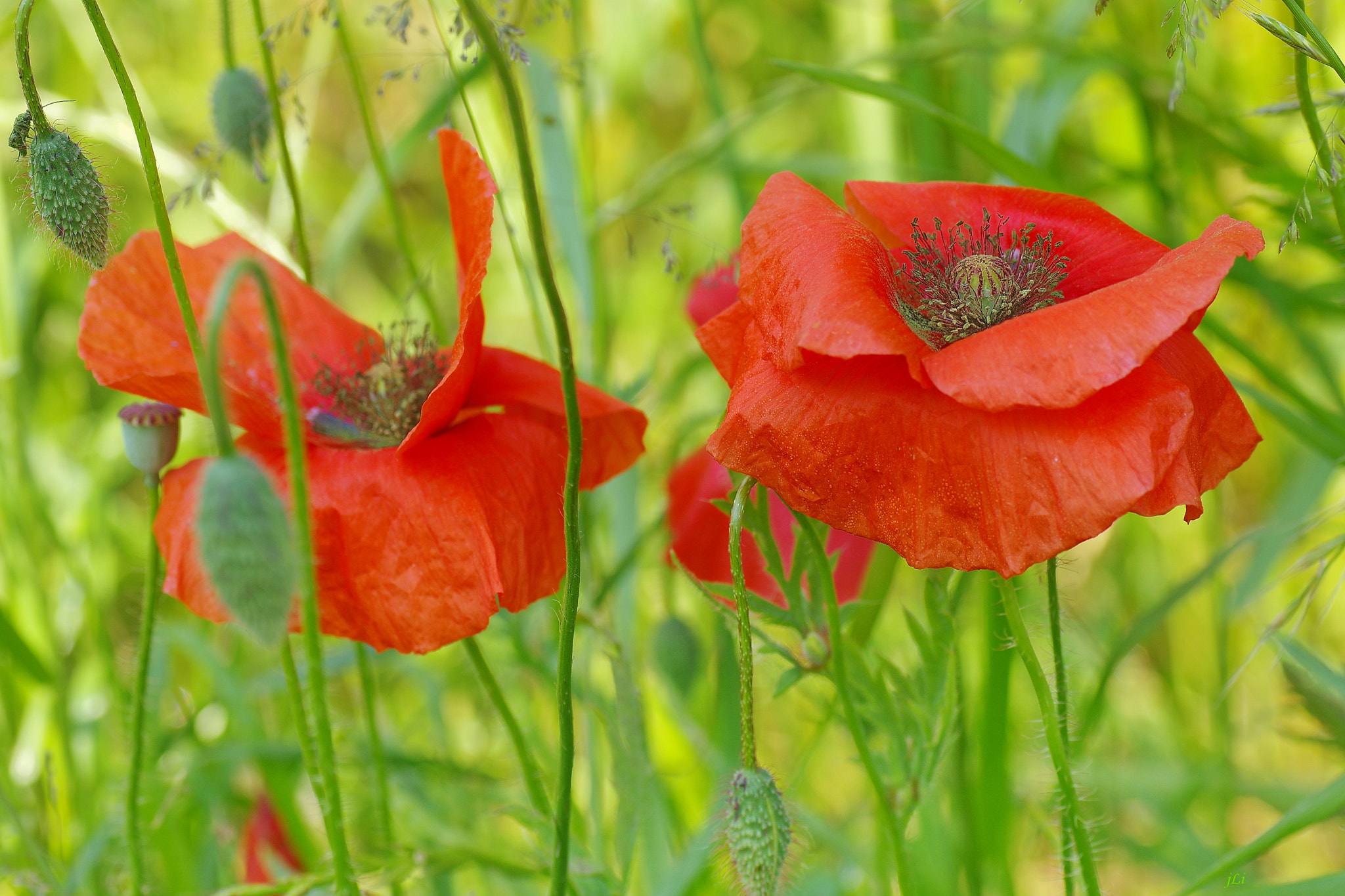 Pentax K-3 + Tamron SP AF 90mm F2.8 Di Macro sample photo. Poppies : romantic whispers v ;) photography