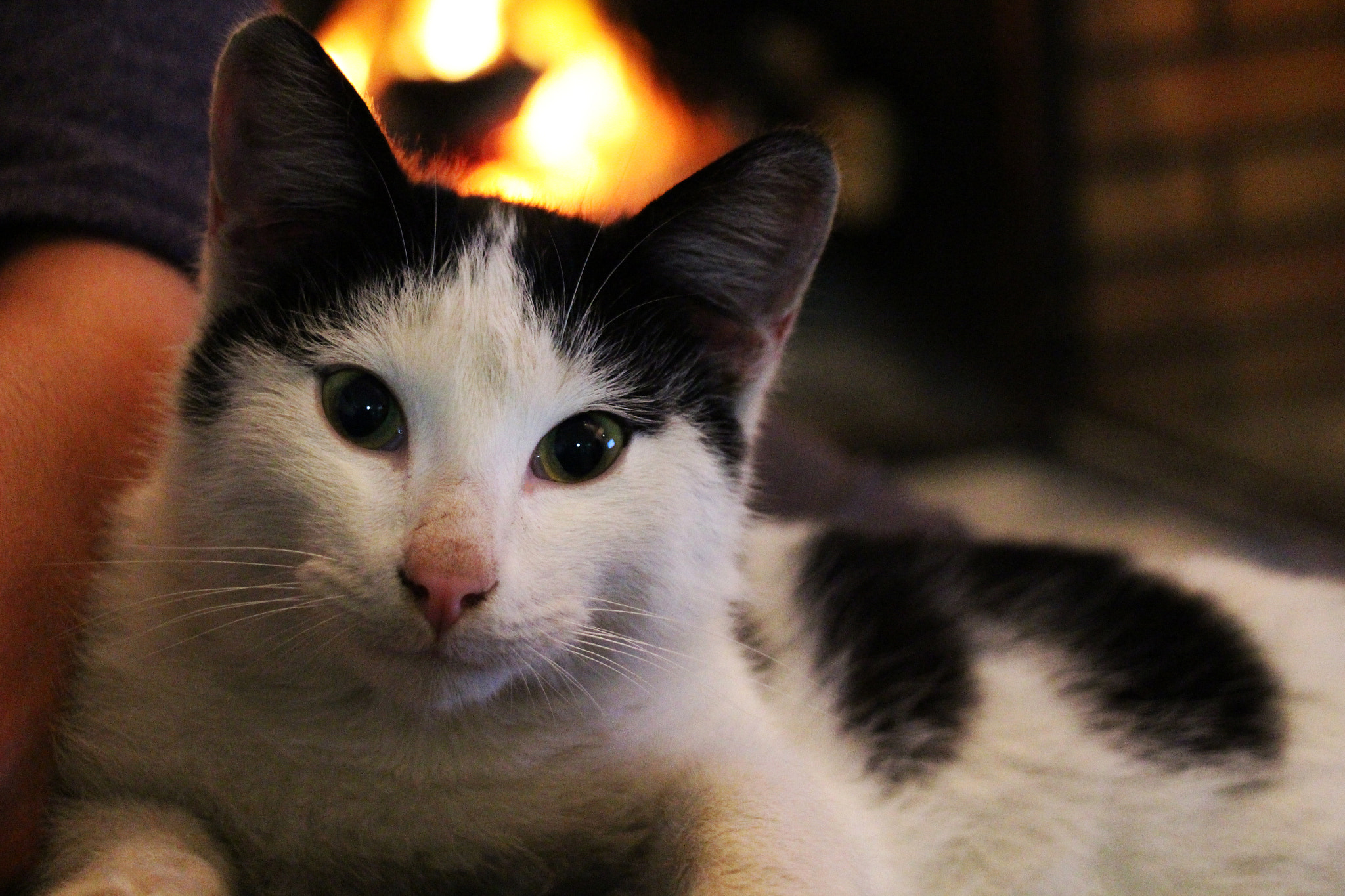 Canon EOS 100D (EOS Rebel SL1 / EOS Kiss X7) sample photo. Gato photography