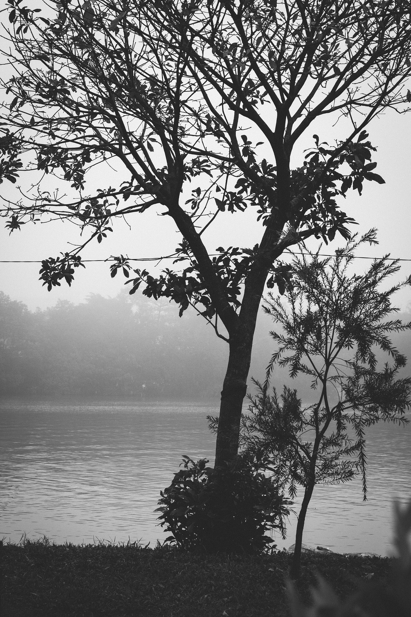 Canon EOS 700D (EOS Rebel T5i / EOS Kiss X7i) sample photo. Tree inside the fog - hue, vietnam photography