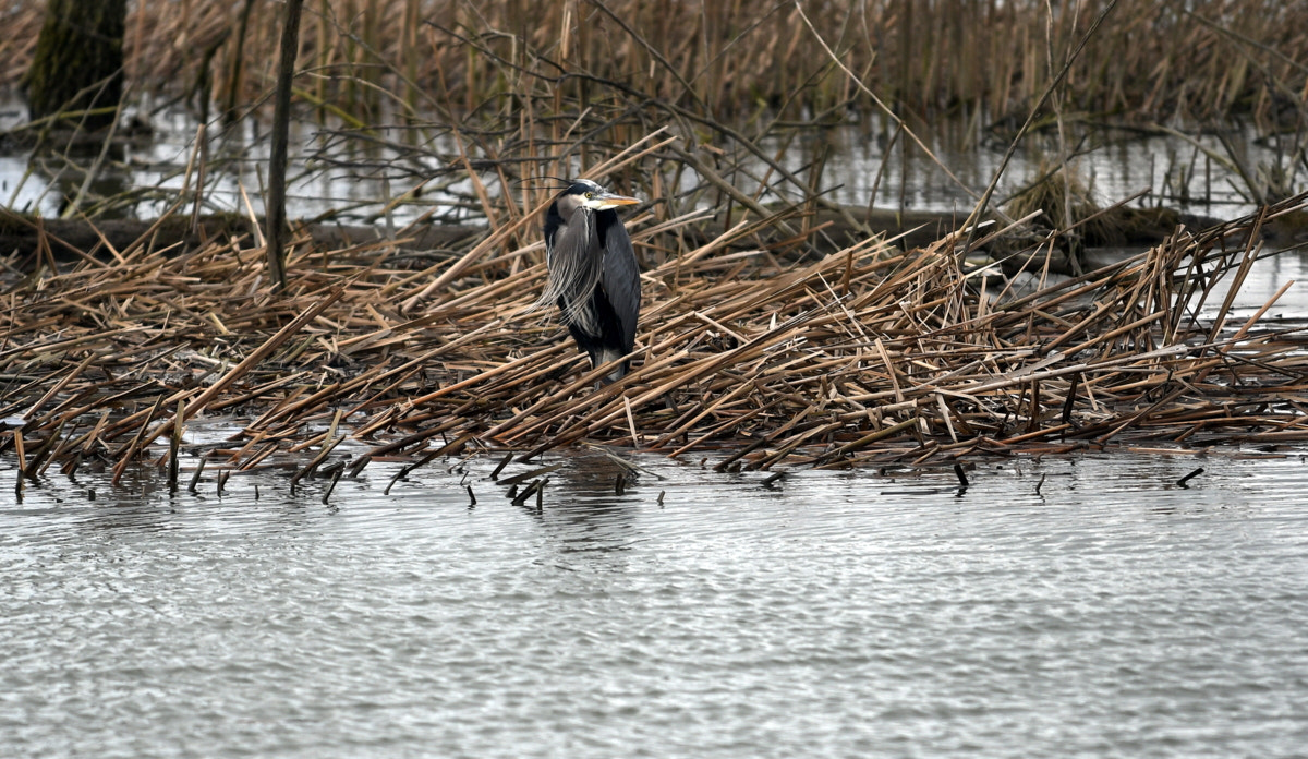 Nikon AF-S Nikkor 70-200mm F4G ED VR sample photo. Great blue heron photography