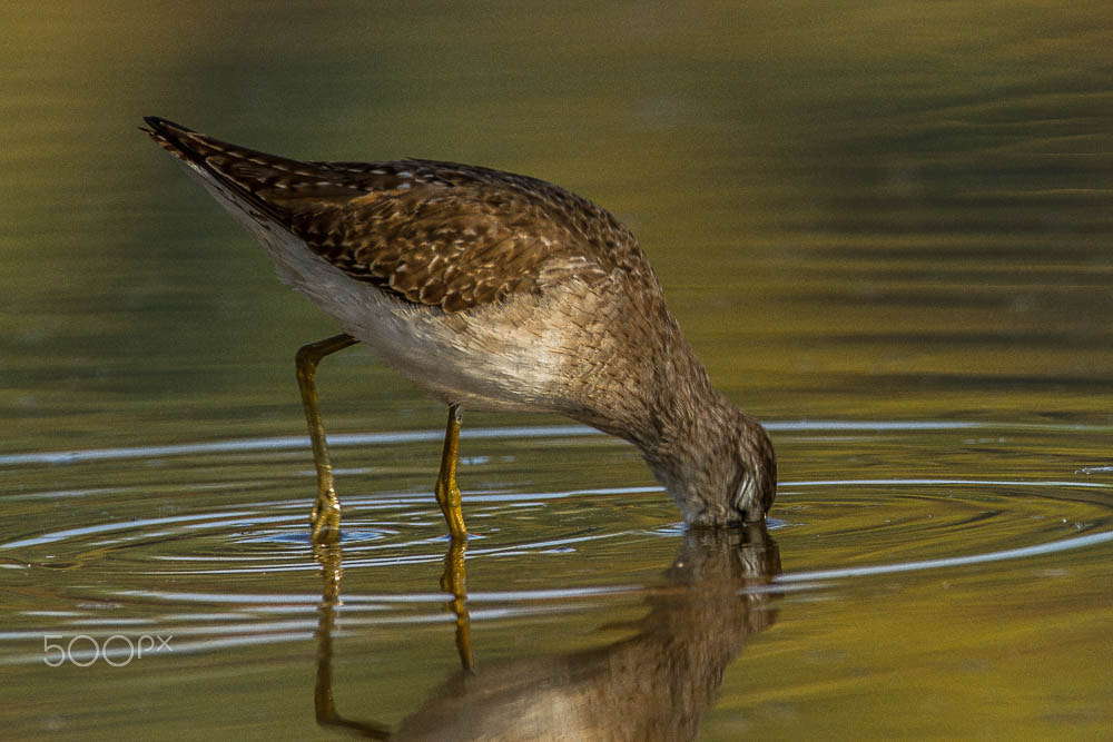 Canon EOS 7D + Canon EF 500mm F4L IS USM sample photo. Sandpiper ripple (of ) photography